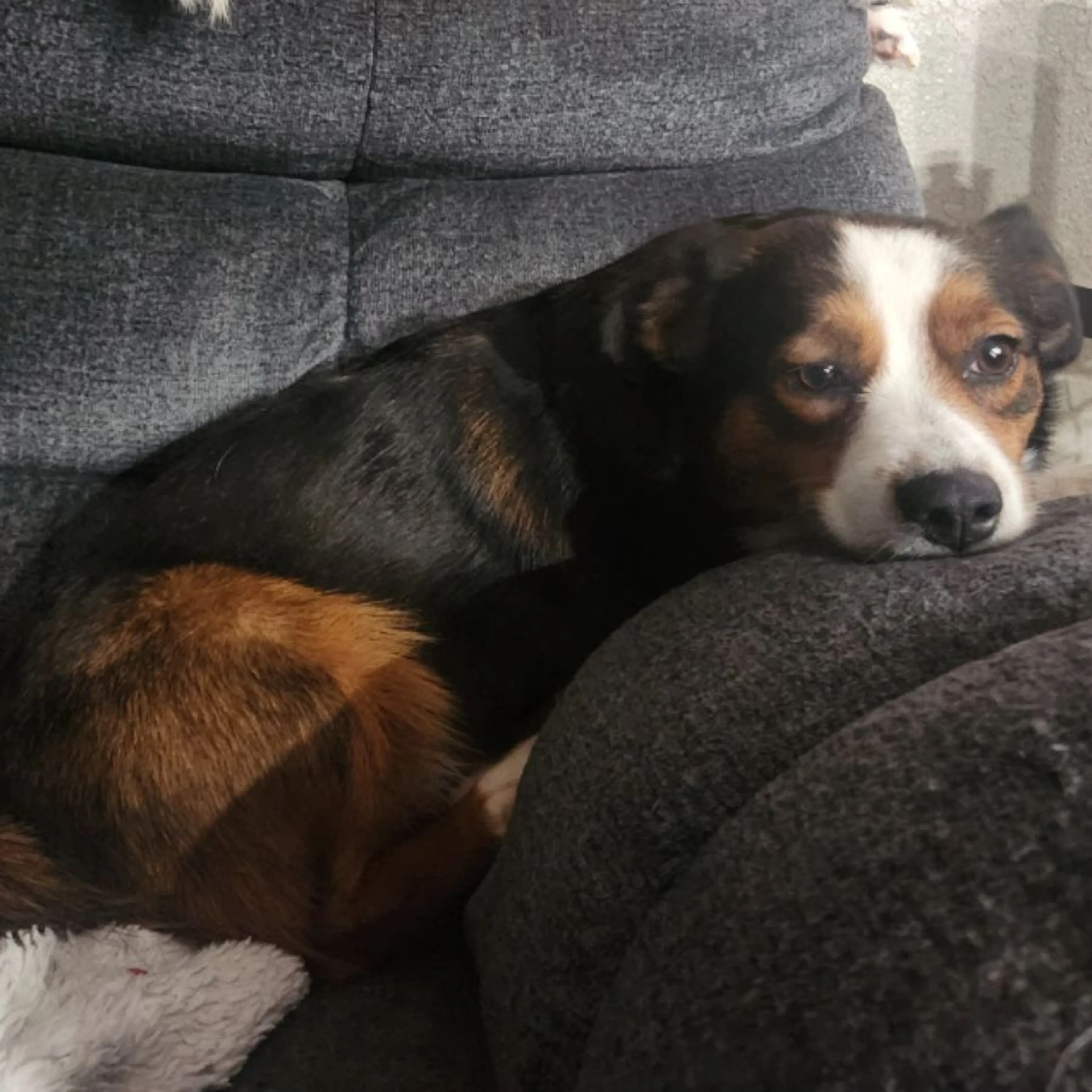 Lost pet-0