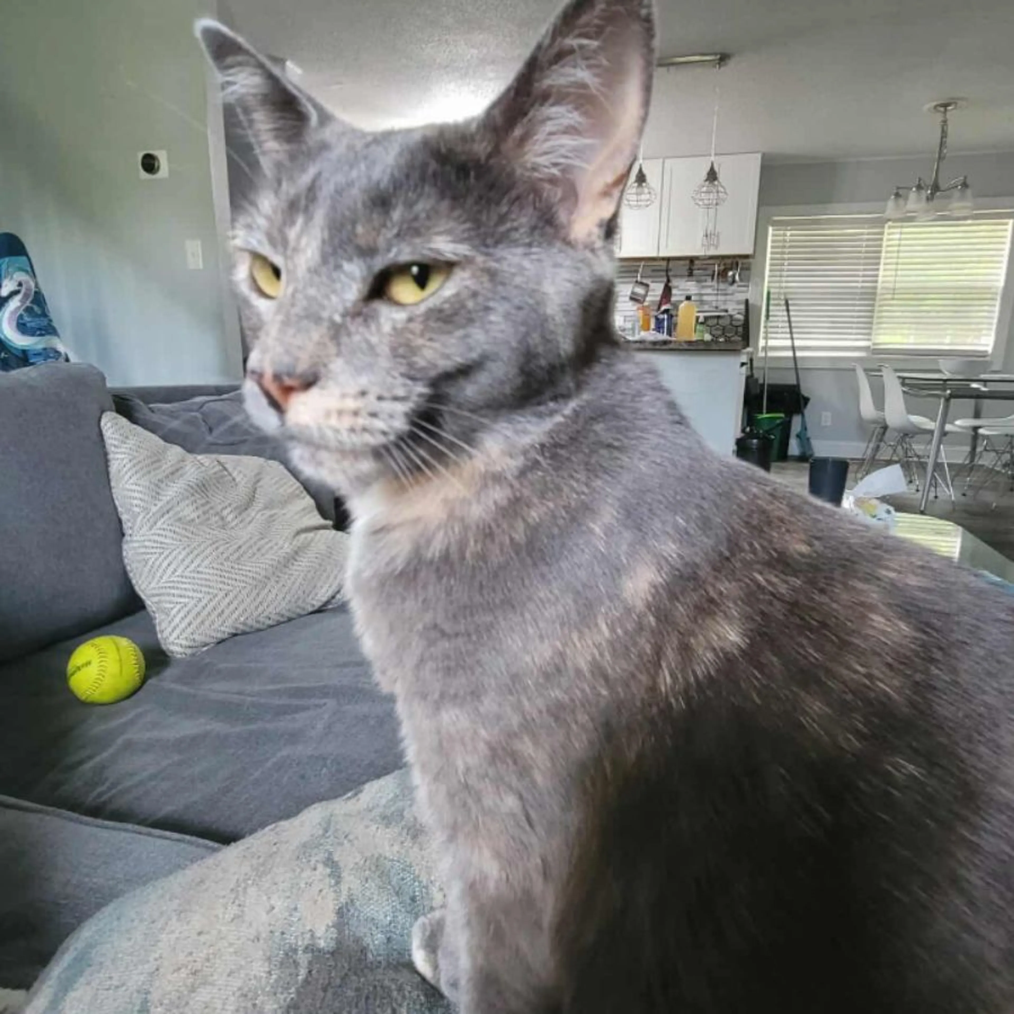 Lost pet
