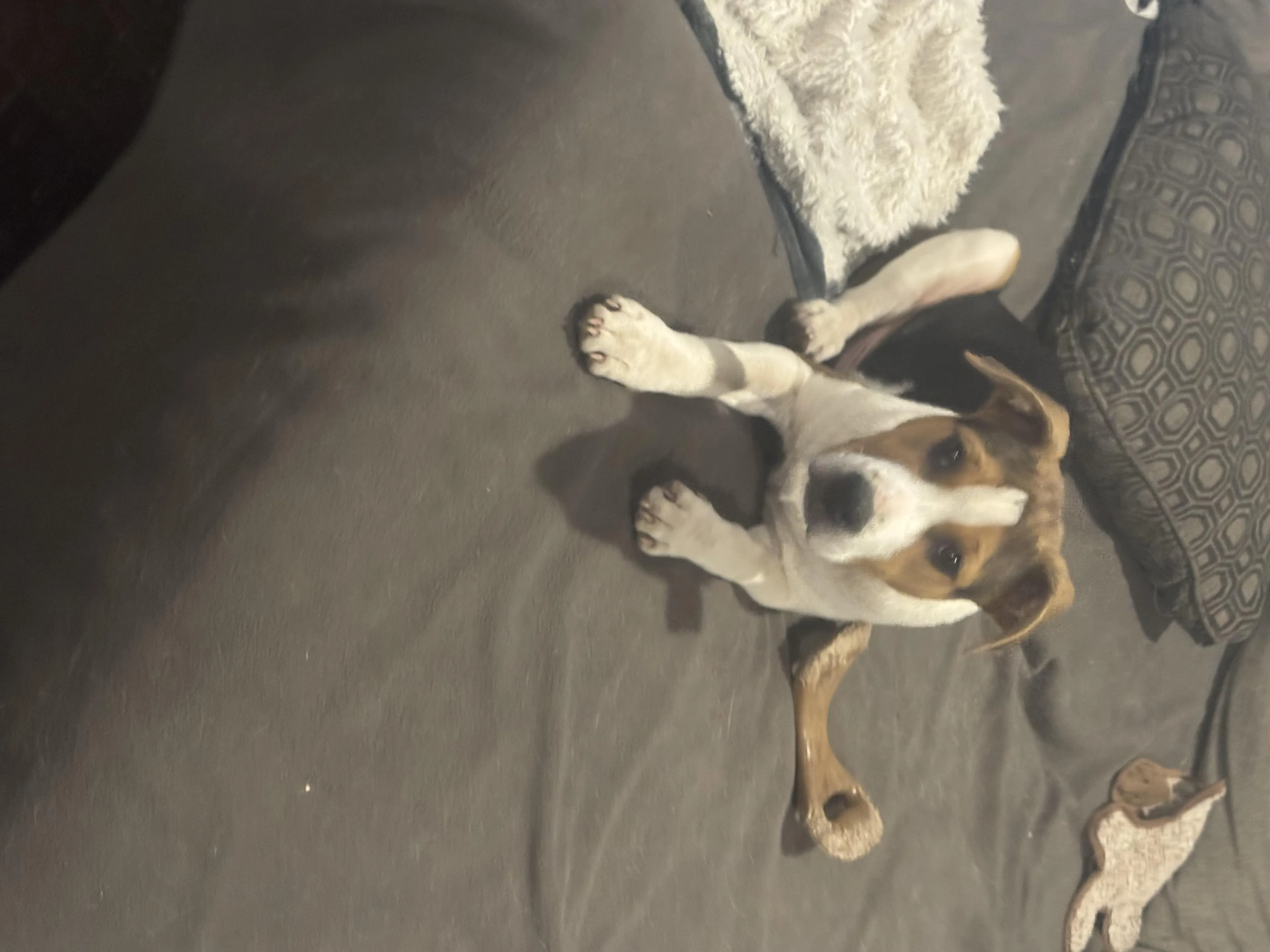 Found pet-3