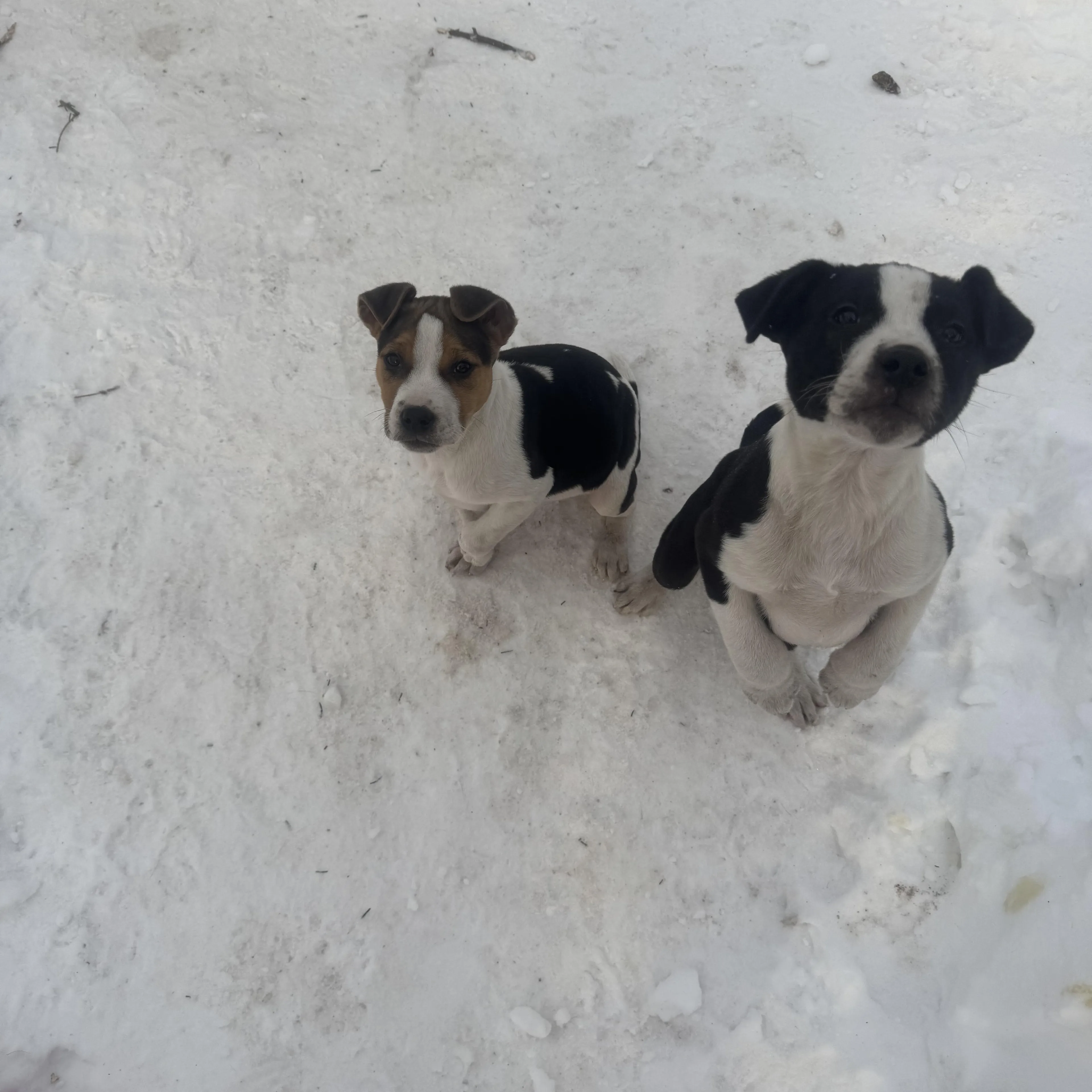 Found pet-4