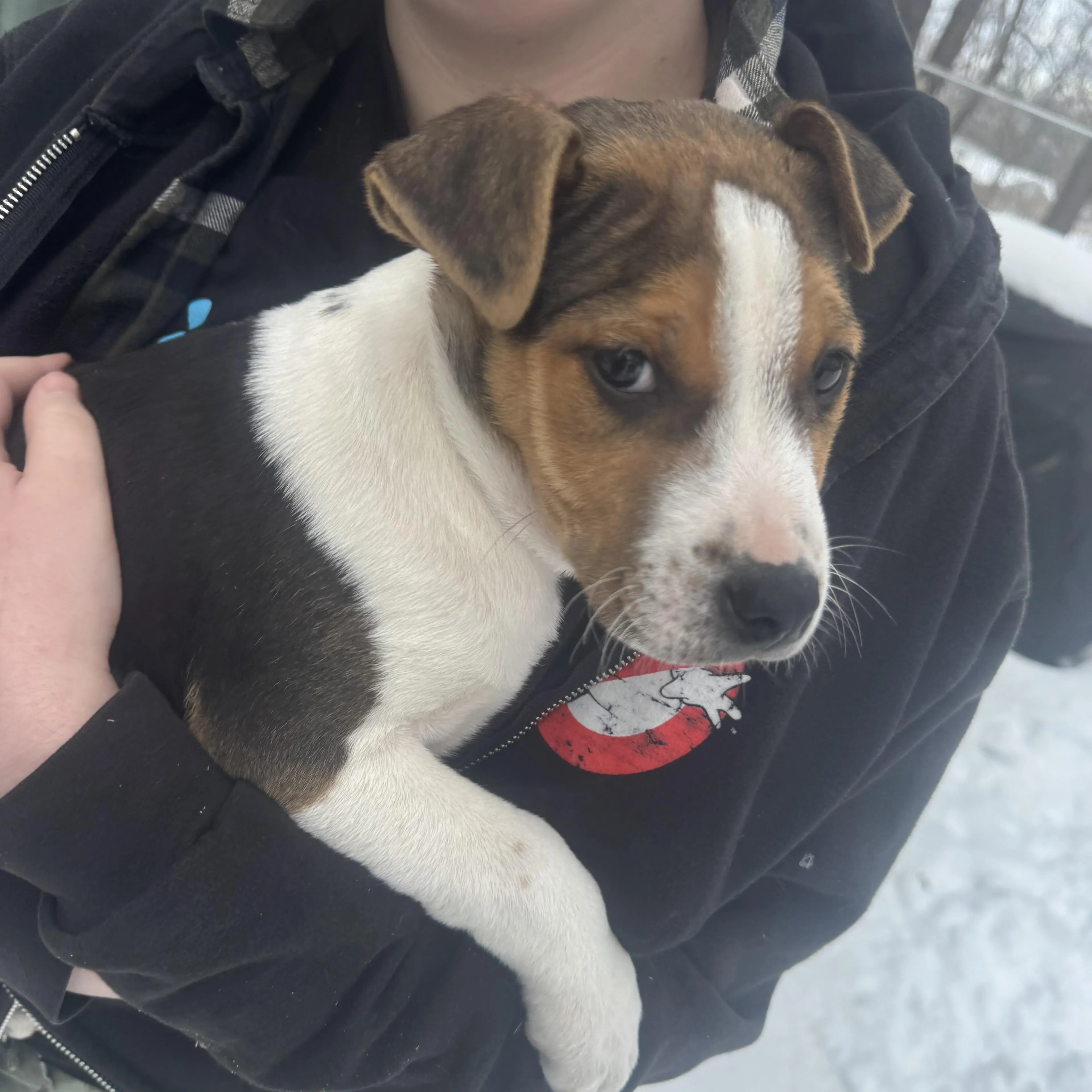 Found pet-1