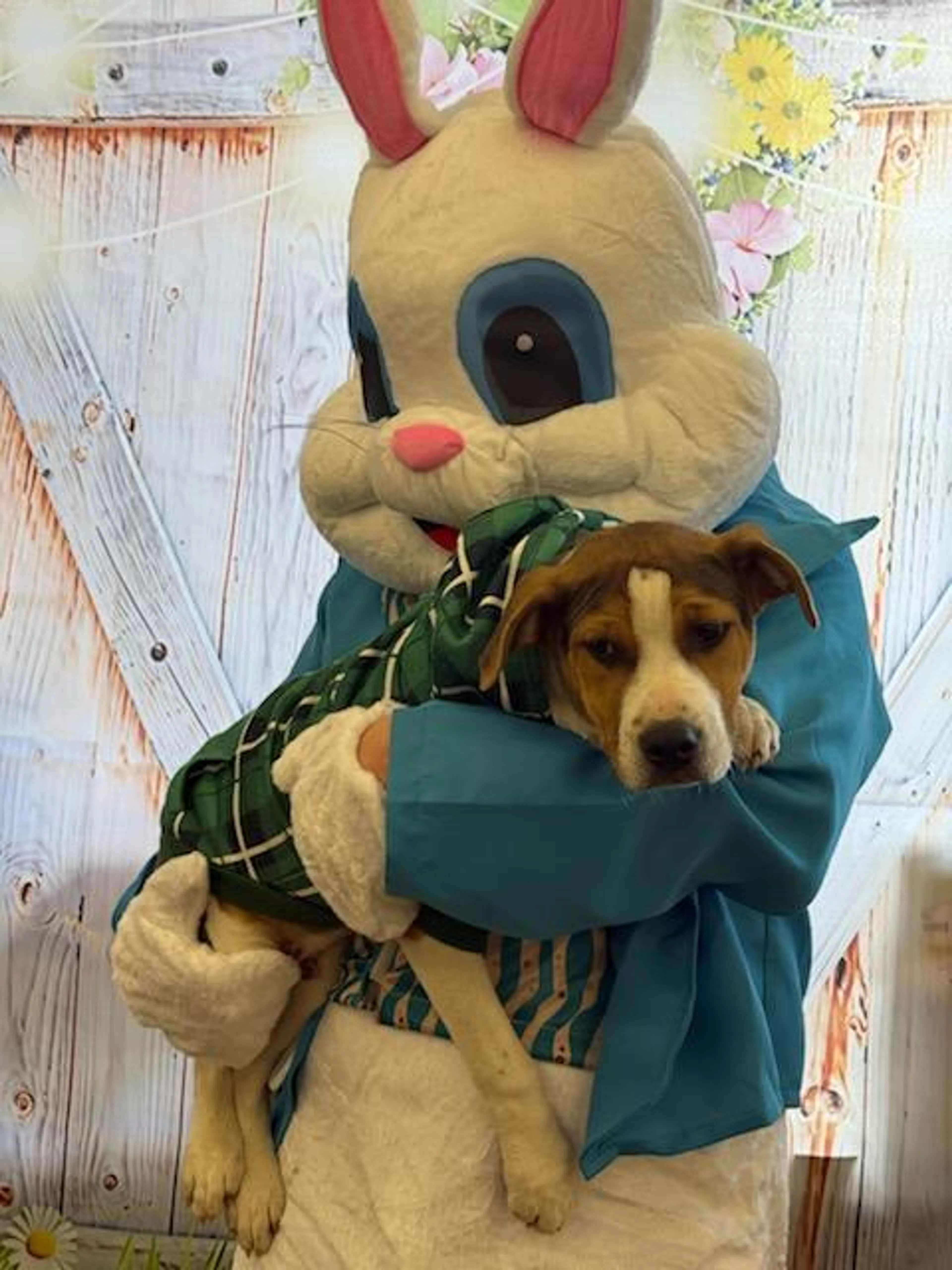 Found pet-2