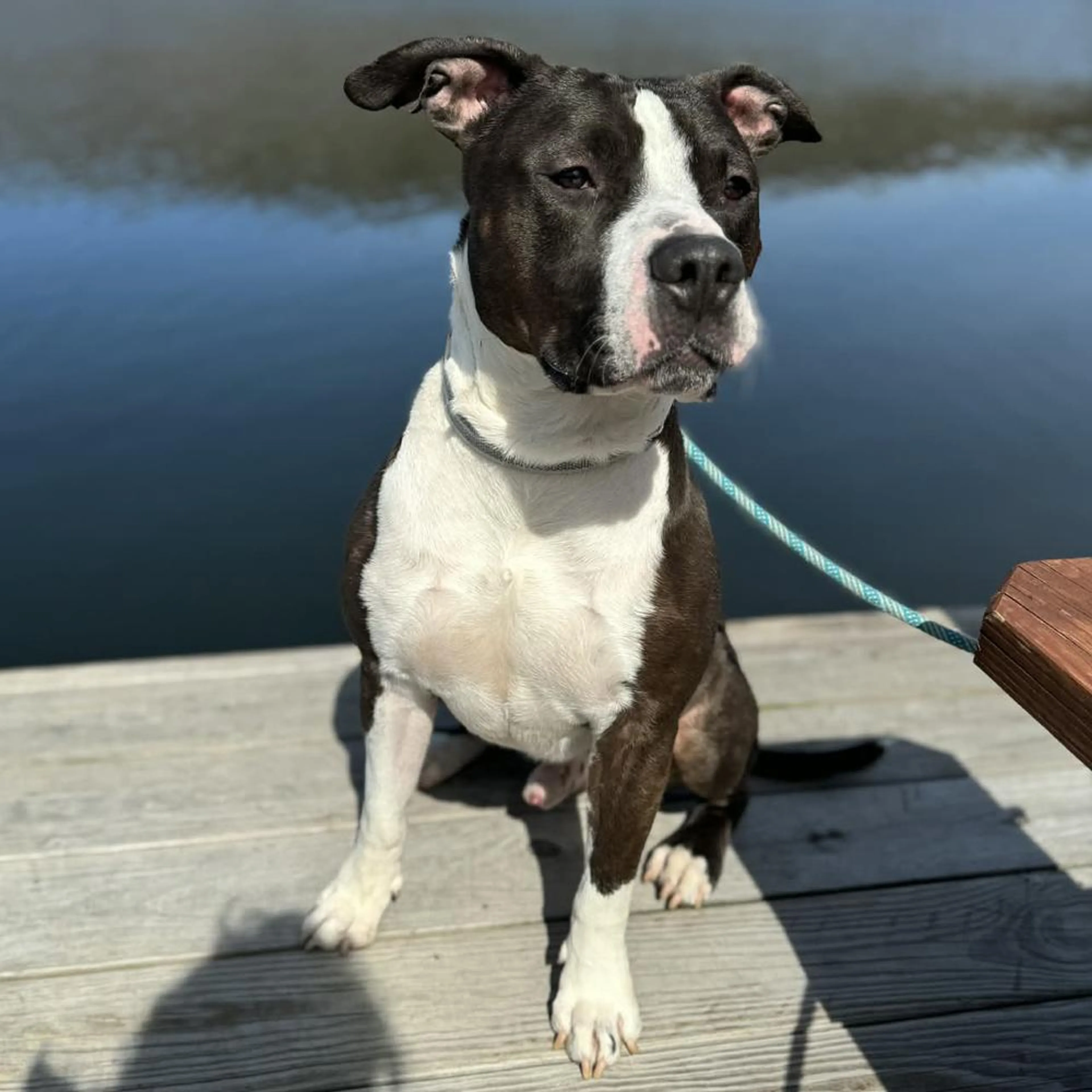 Found pet-3