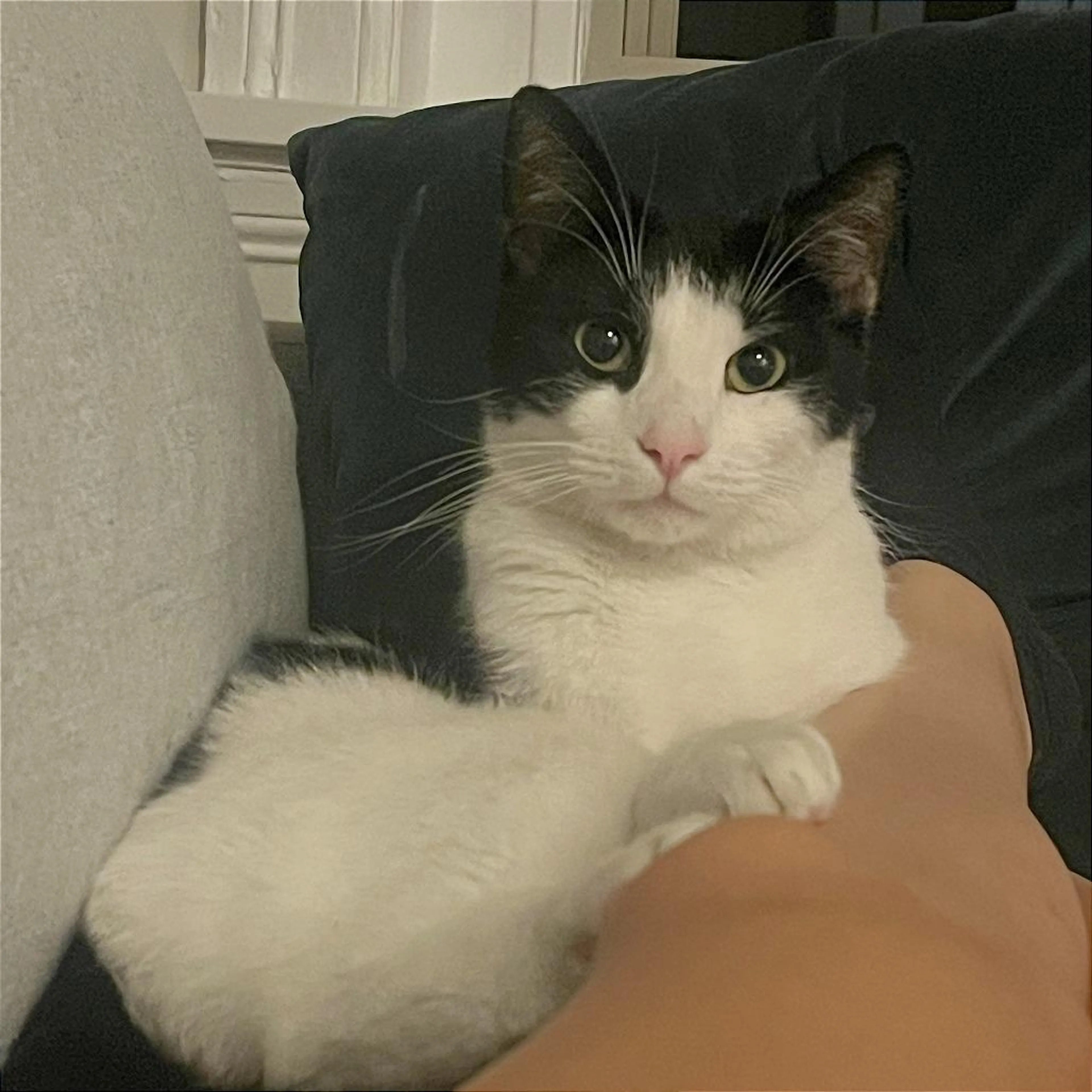 Found pet-2