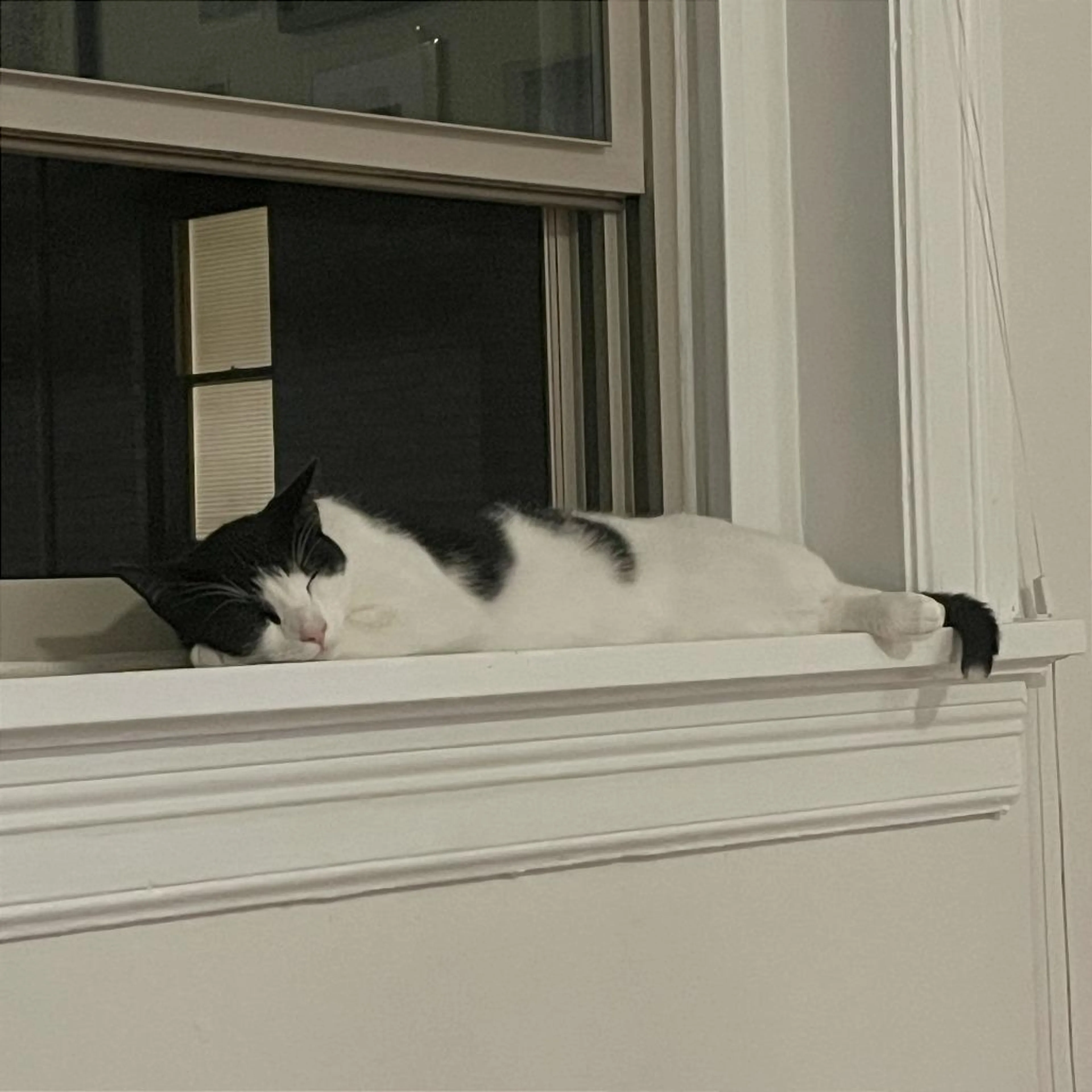 Found pet-1