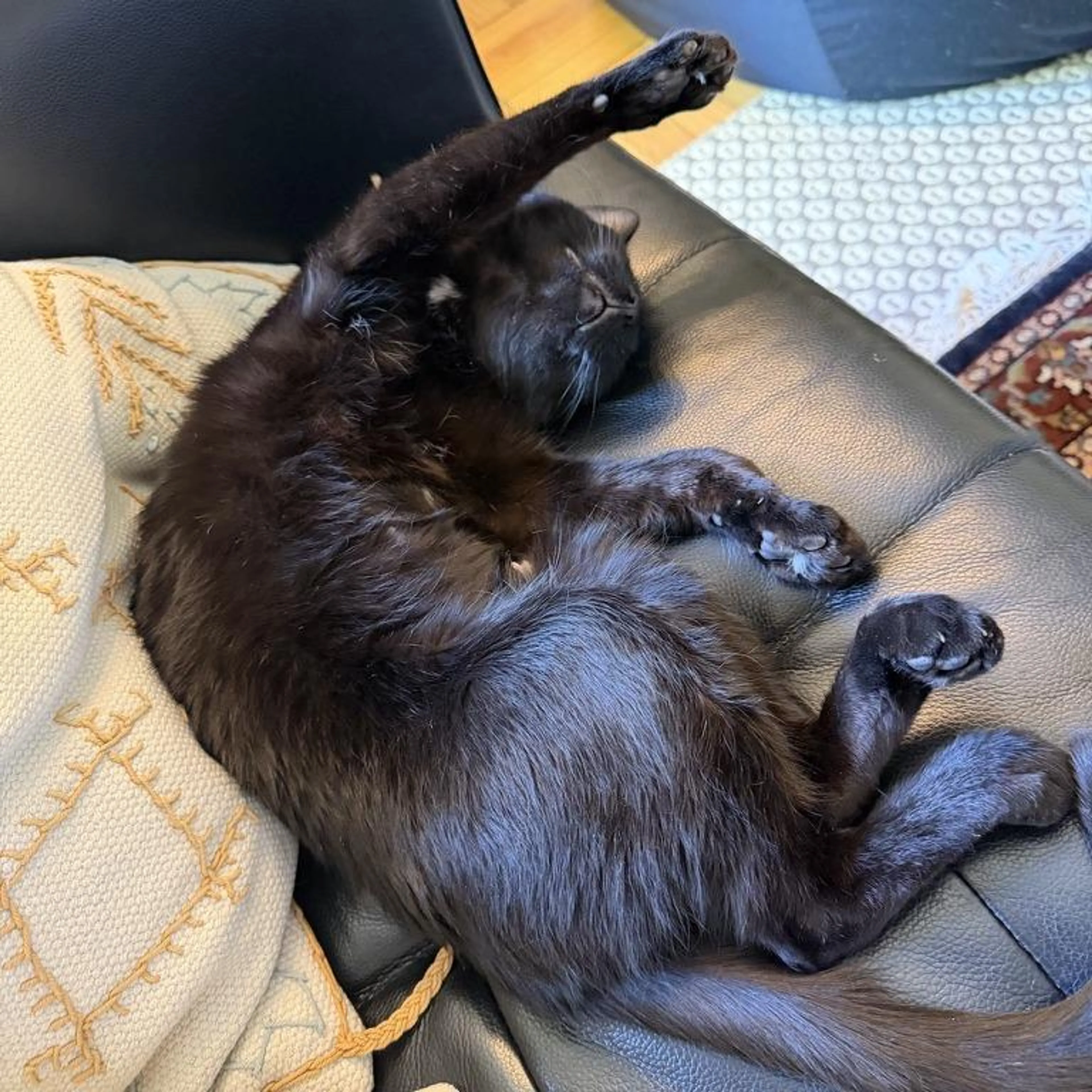 Found pet-1
