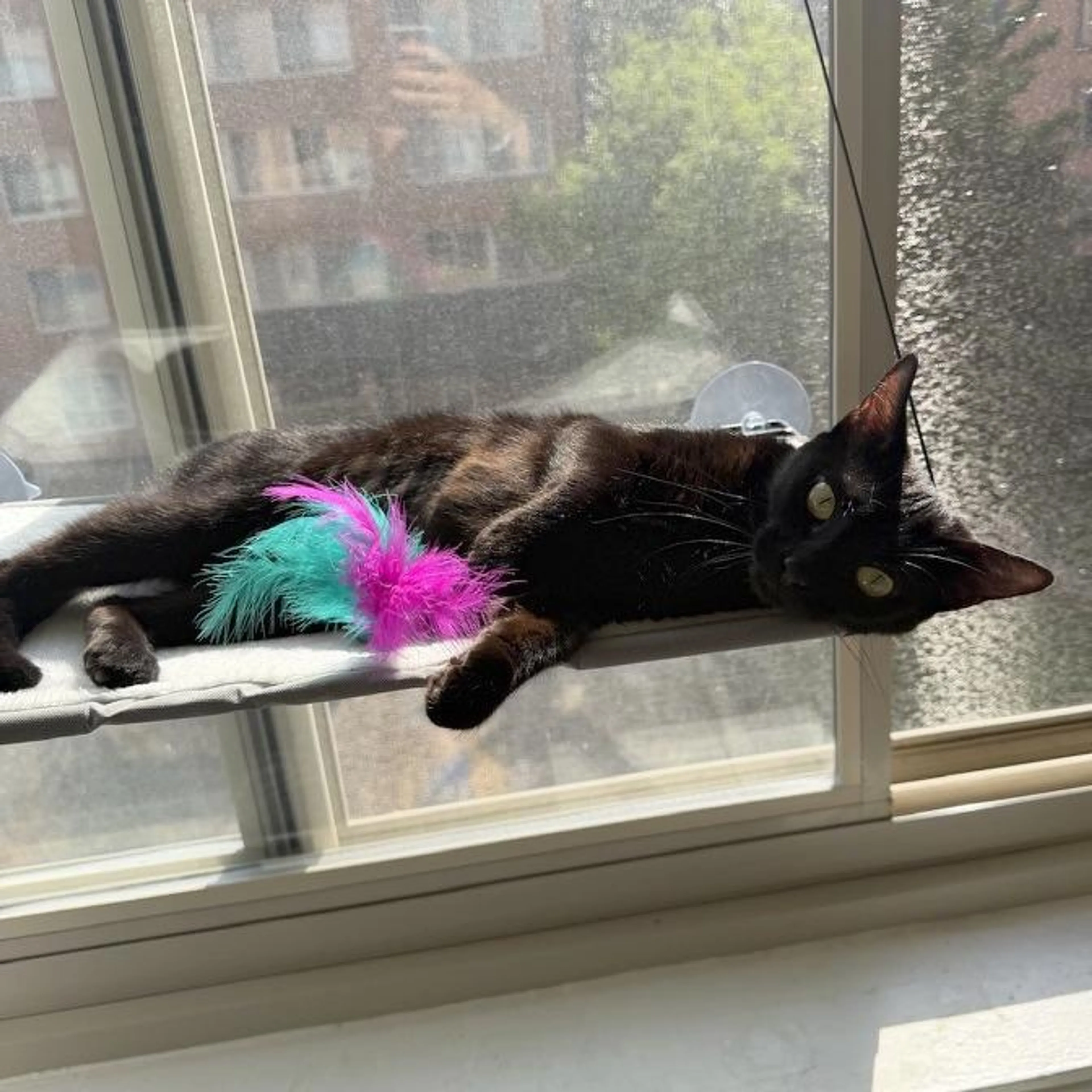 Found pet-5