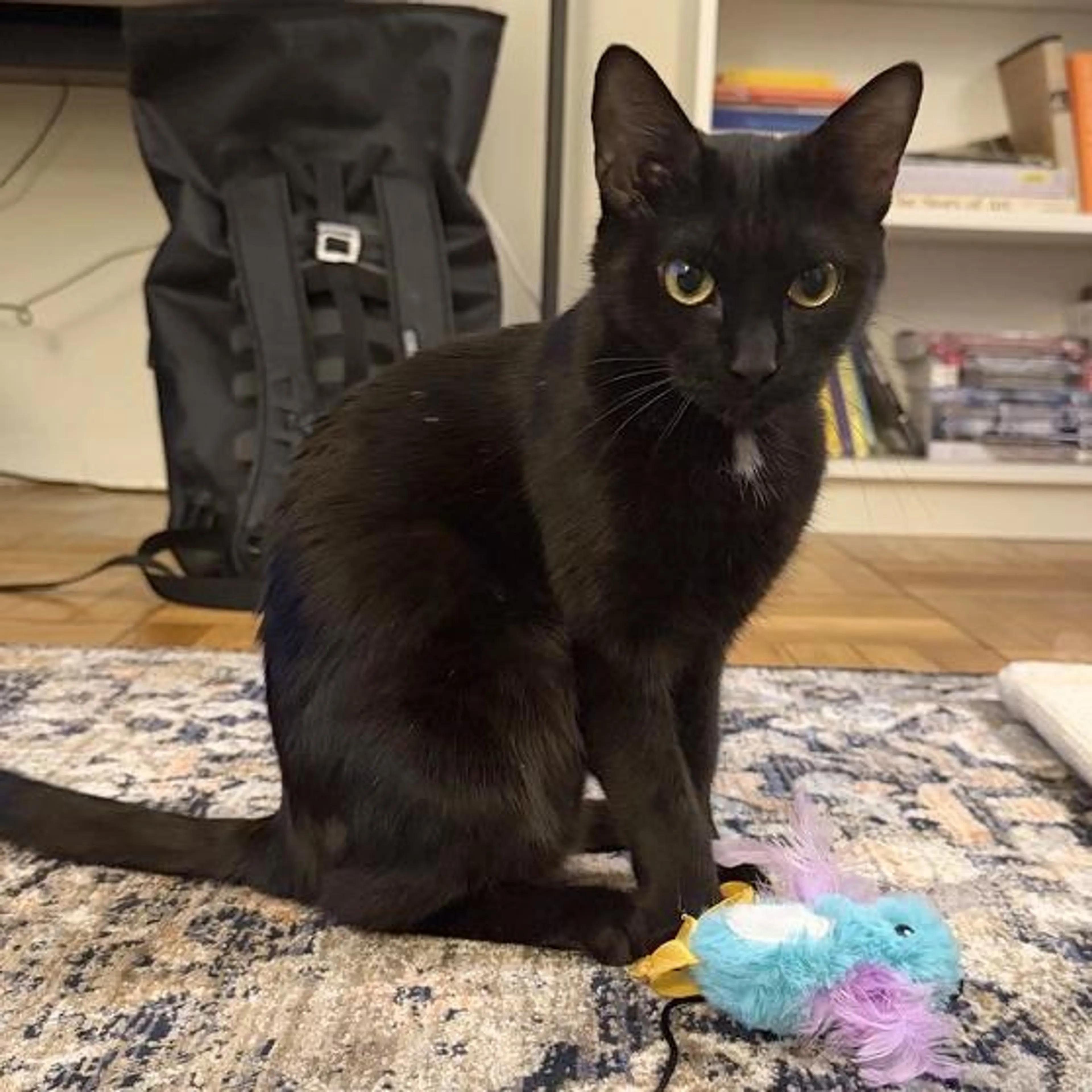 Found pet-4