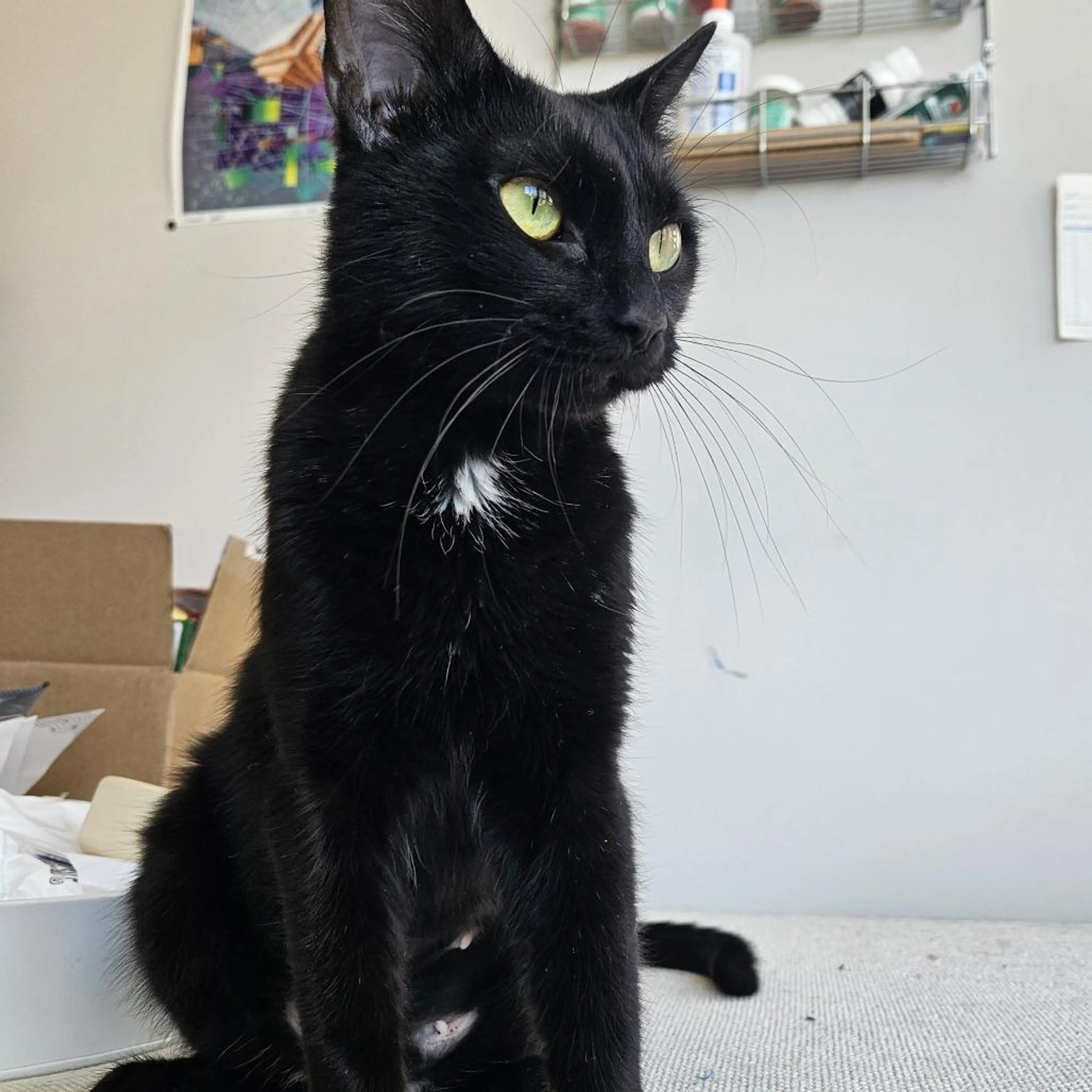 Found pet-3