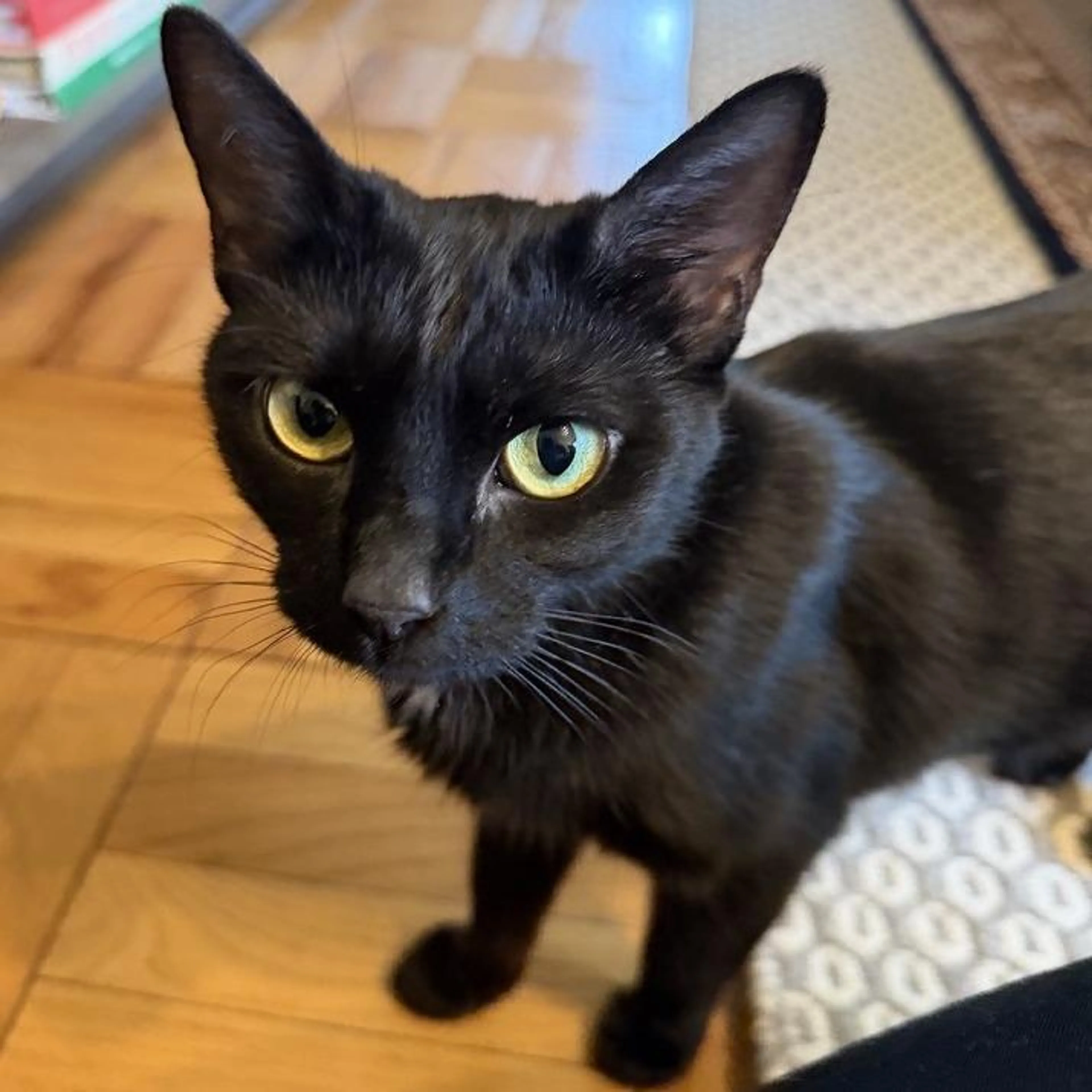 Found pet-0