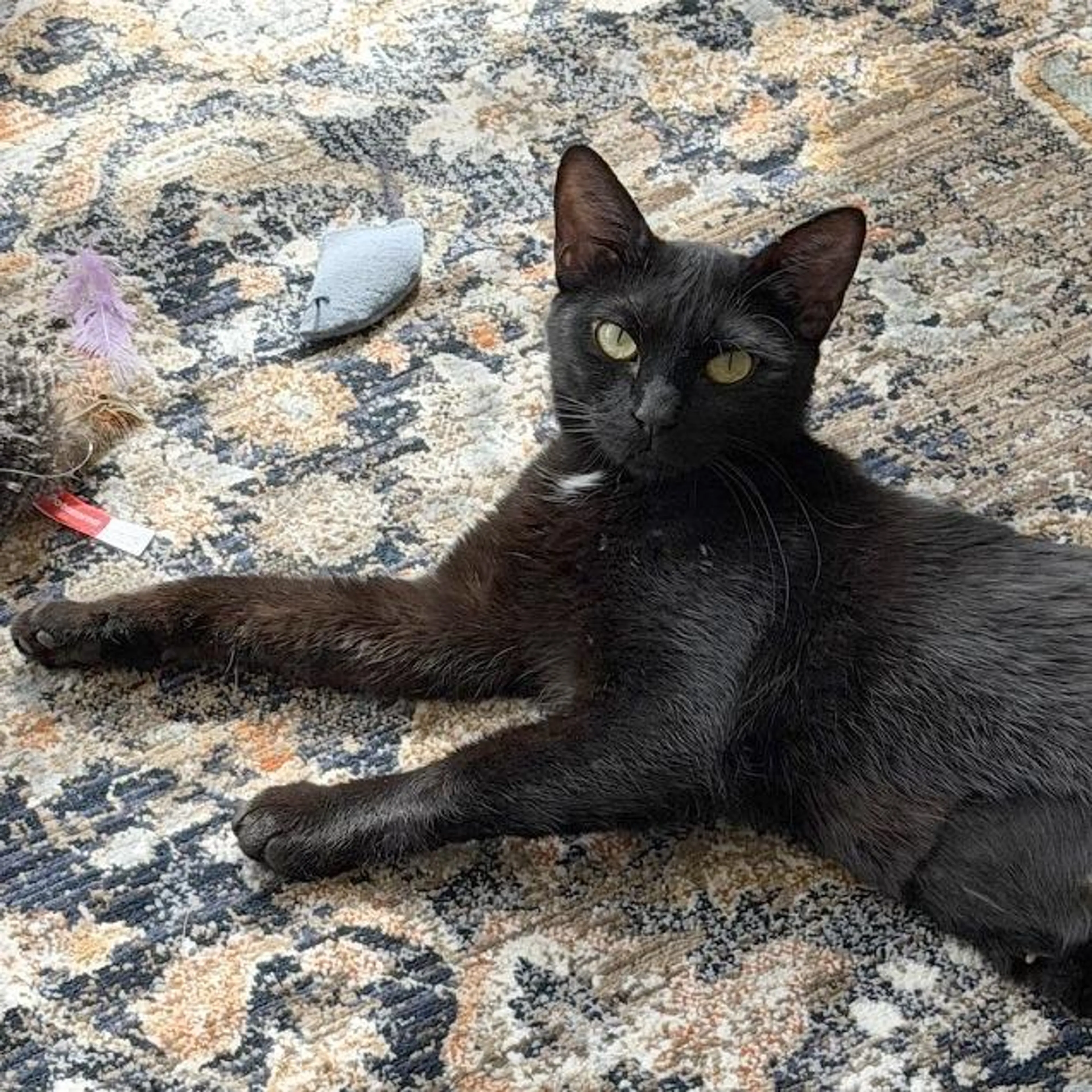 Found pet-2