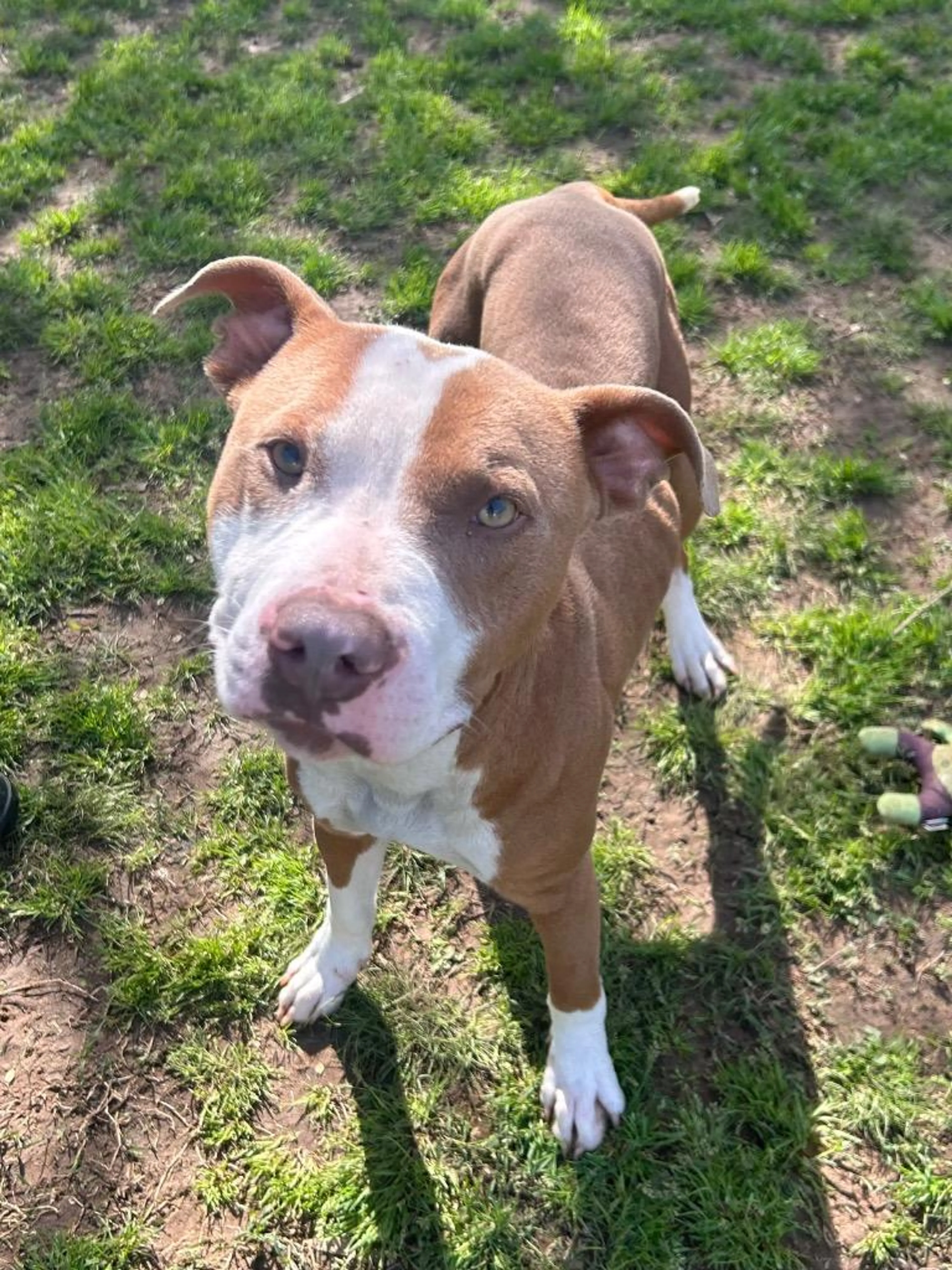 Found pet-2