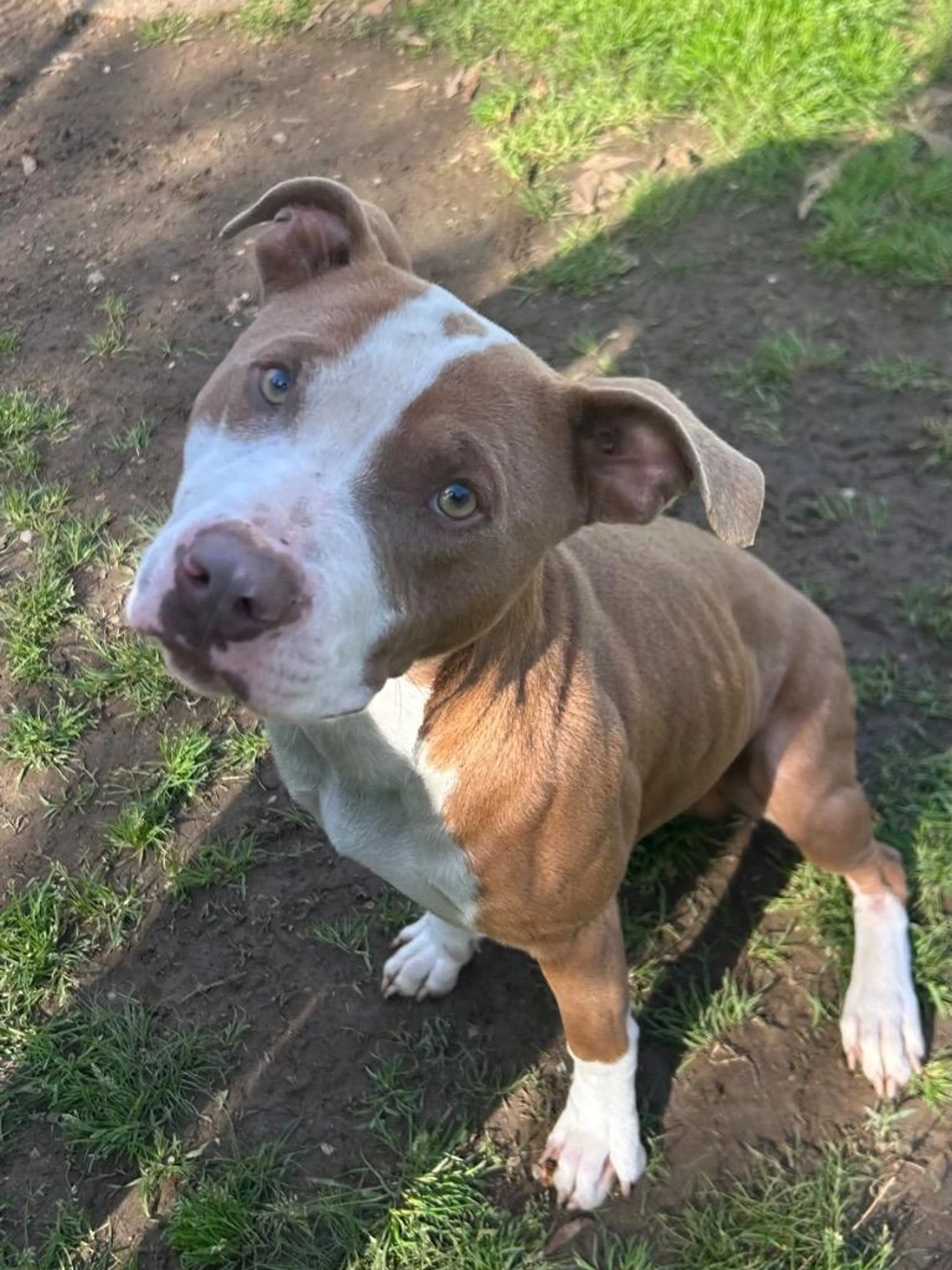 Found pet-4