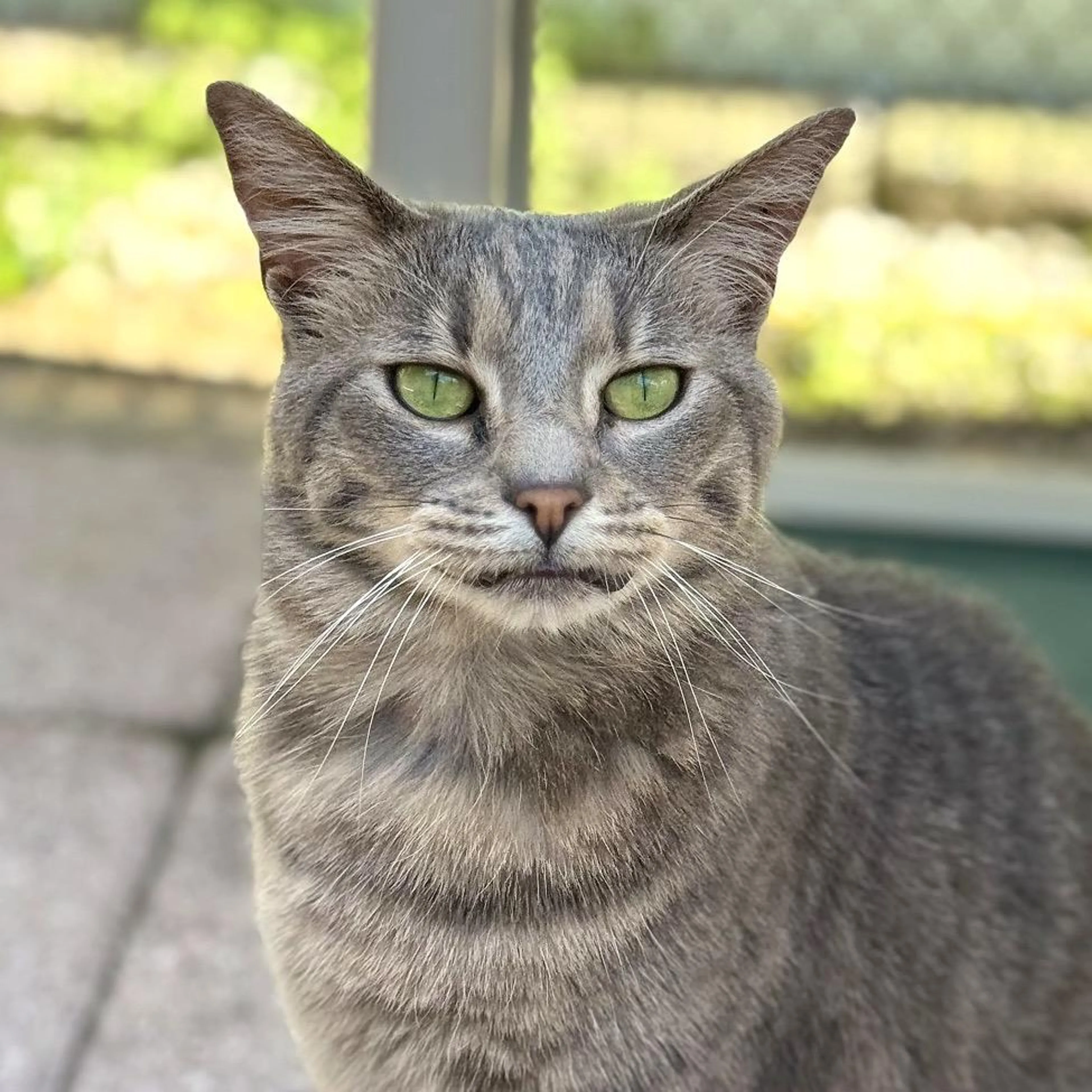 Found pet-4