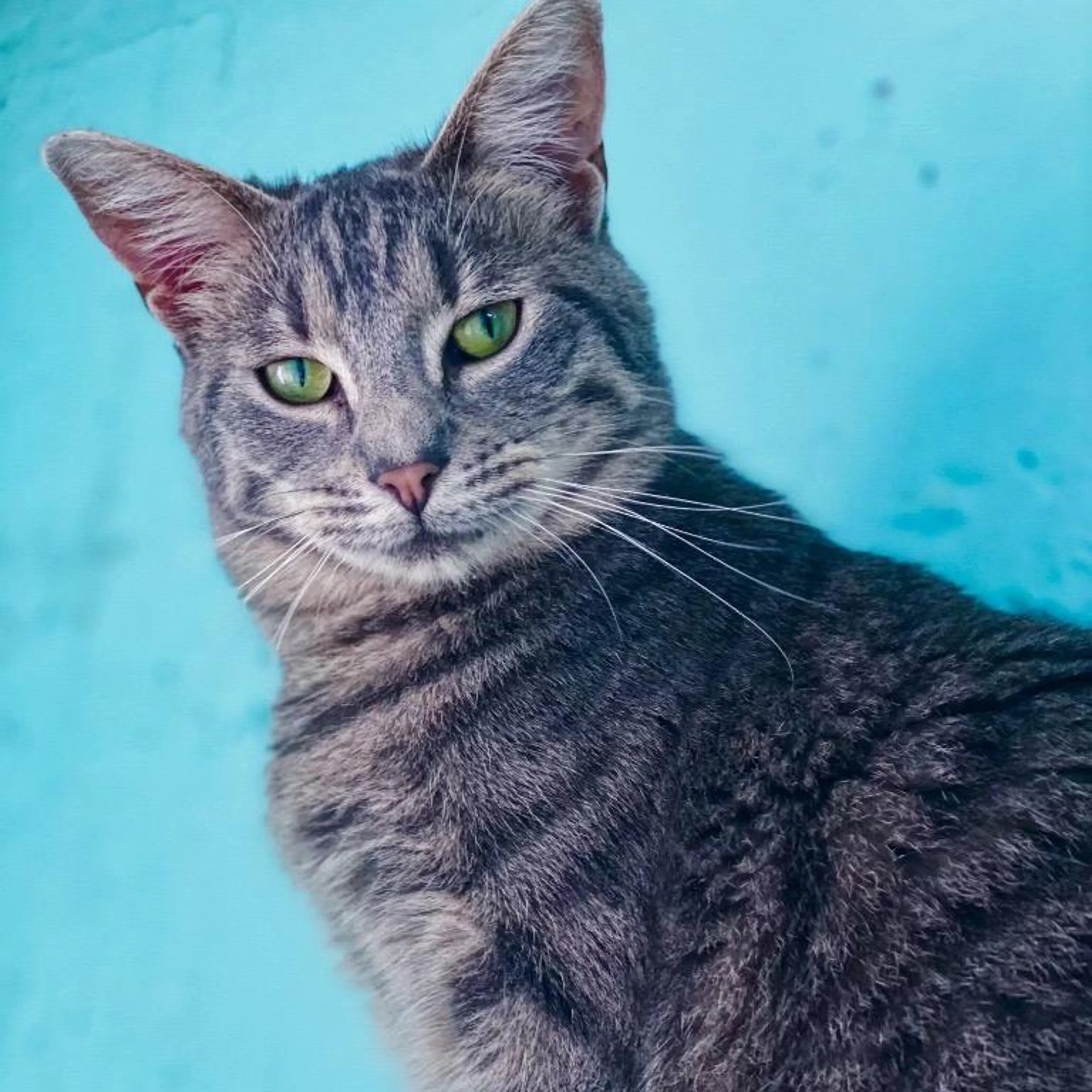 Found pet-1