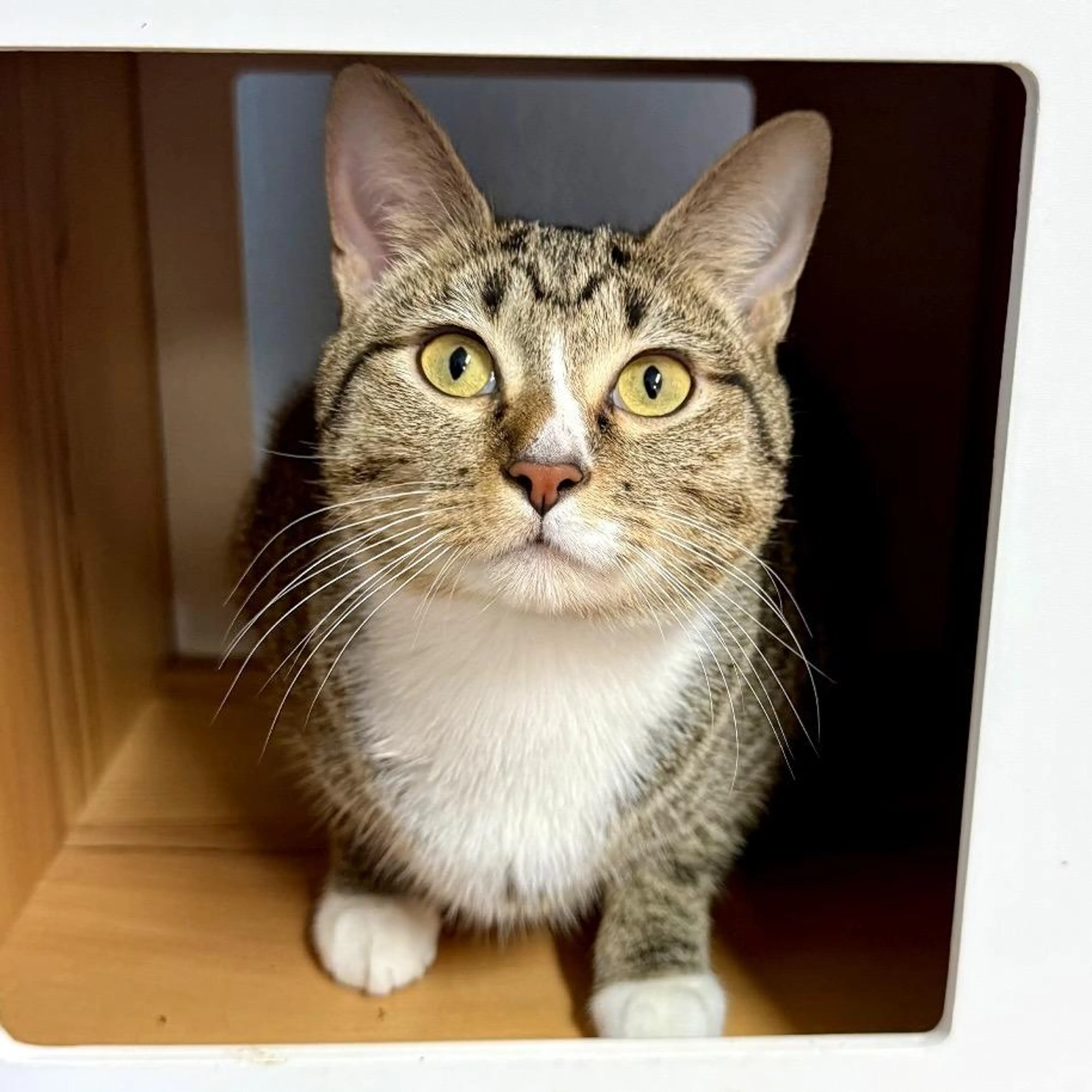 Found pet-4