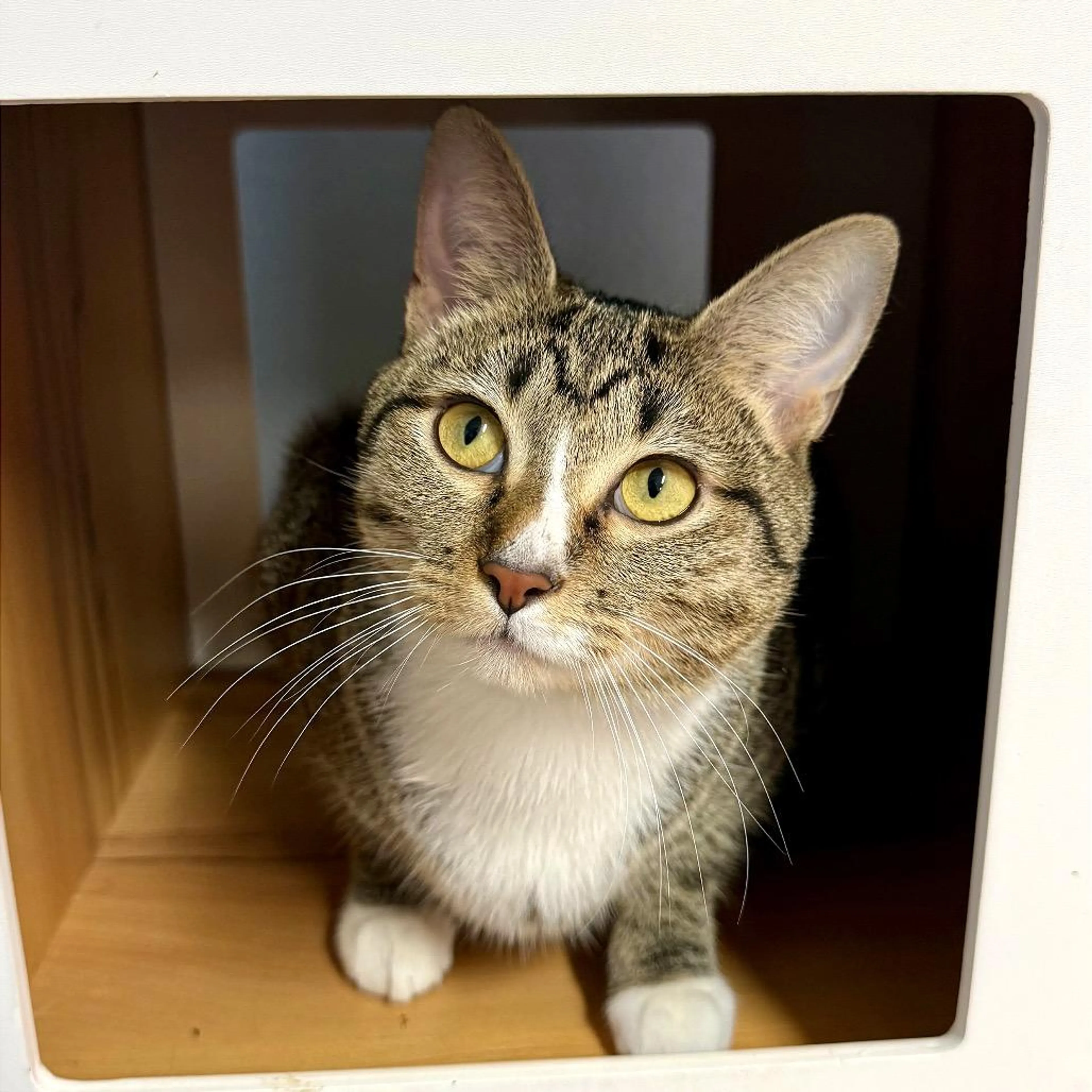 Found pet-1