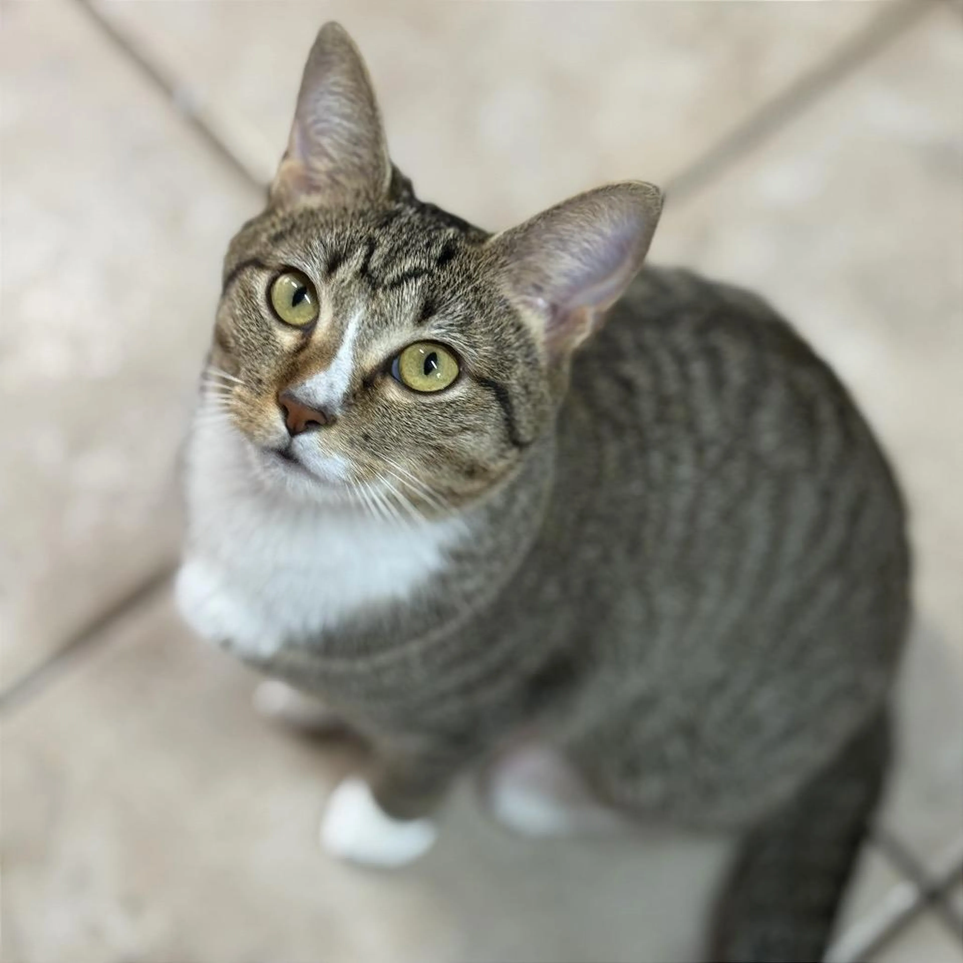 Found pet-0