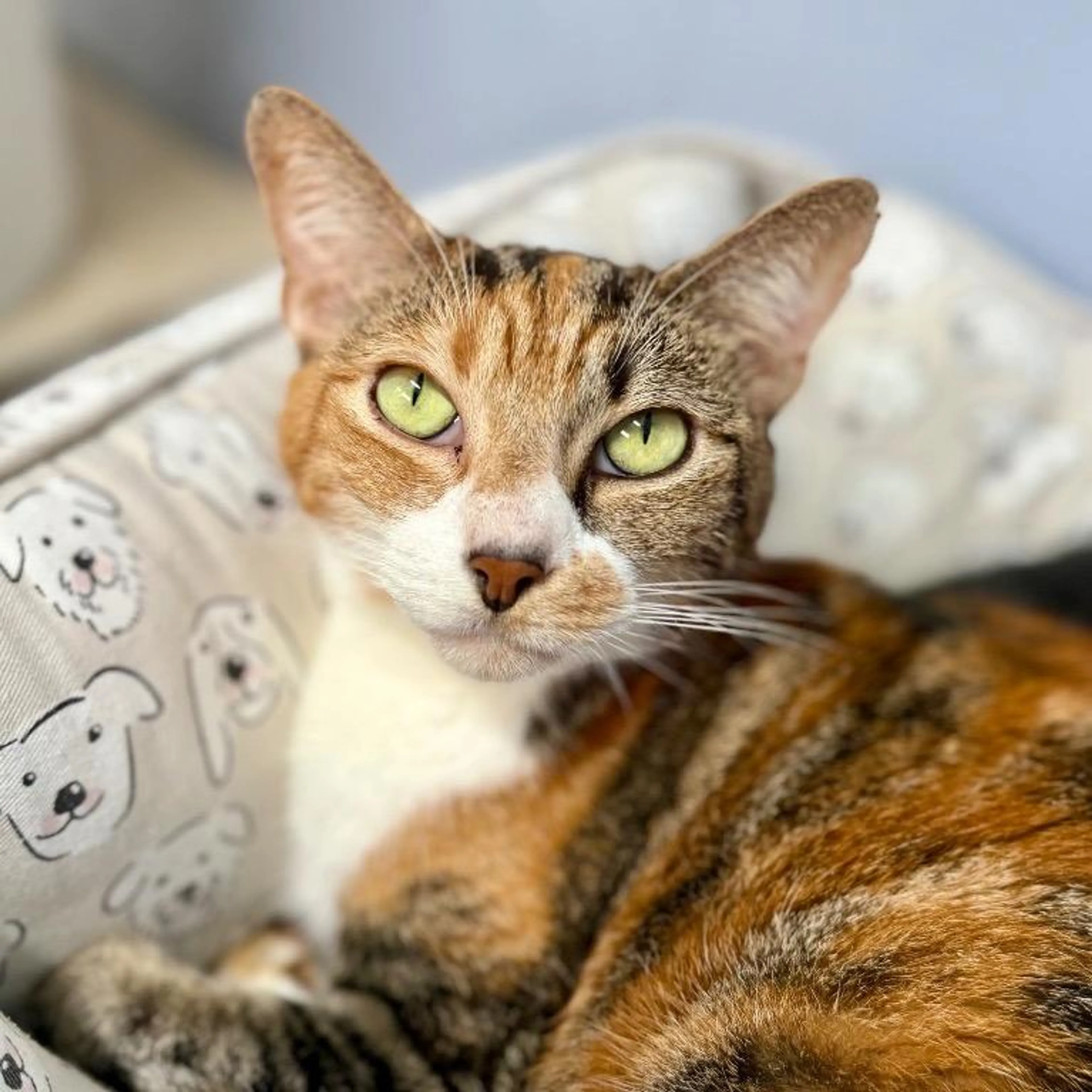 Found pet-3