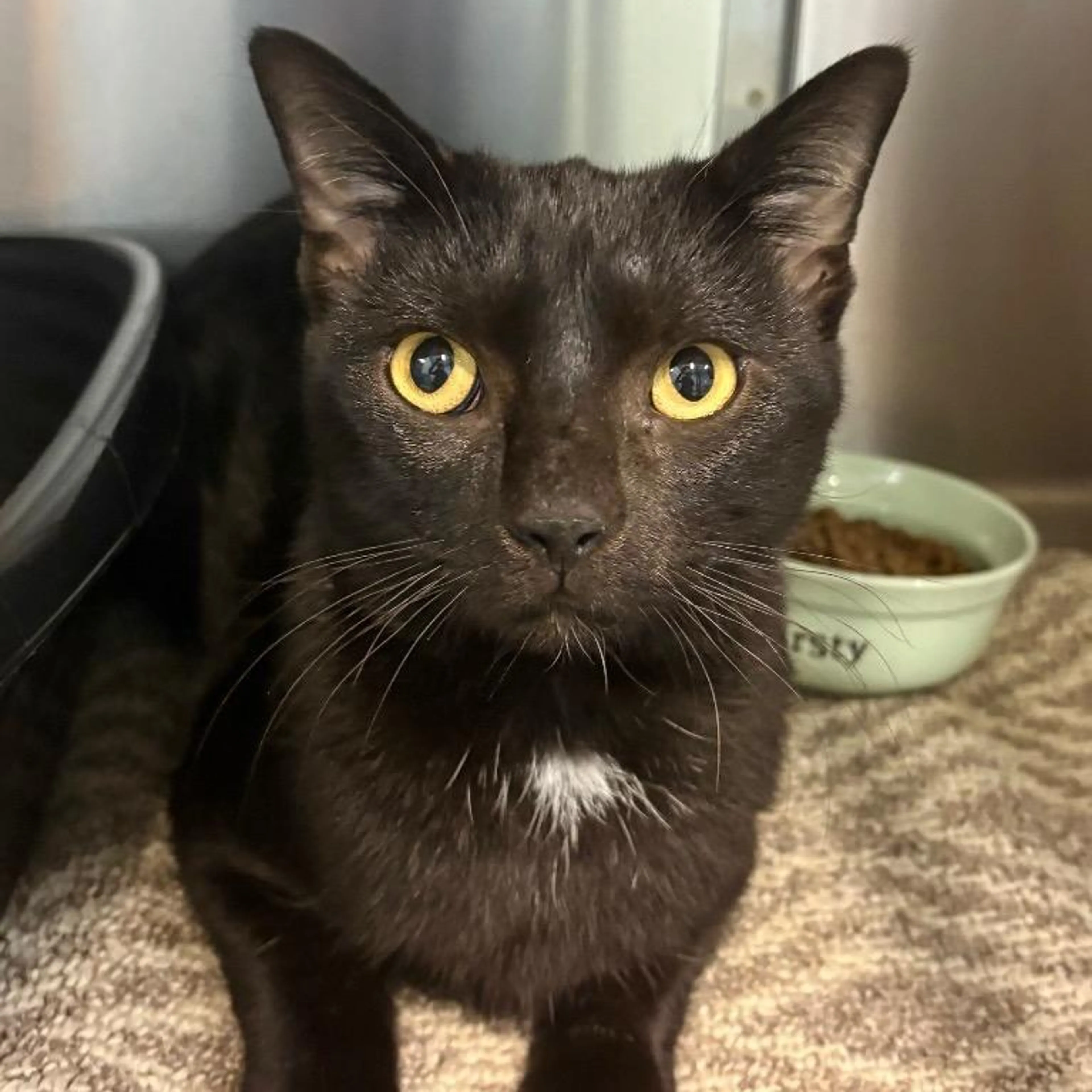 Found pet-1