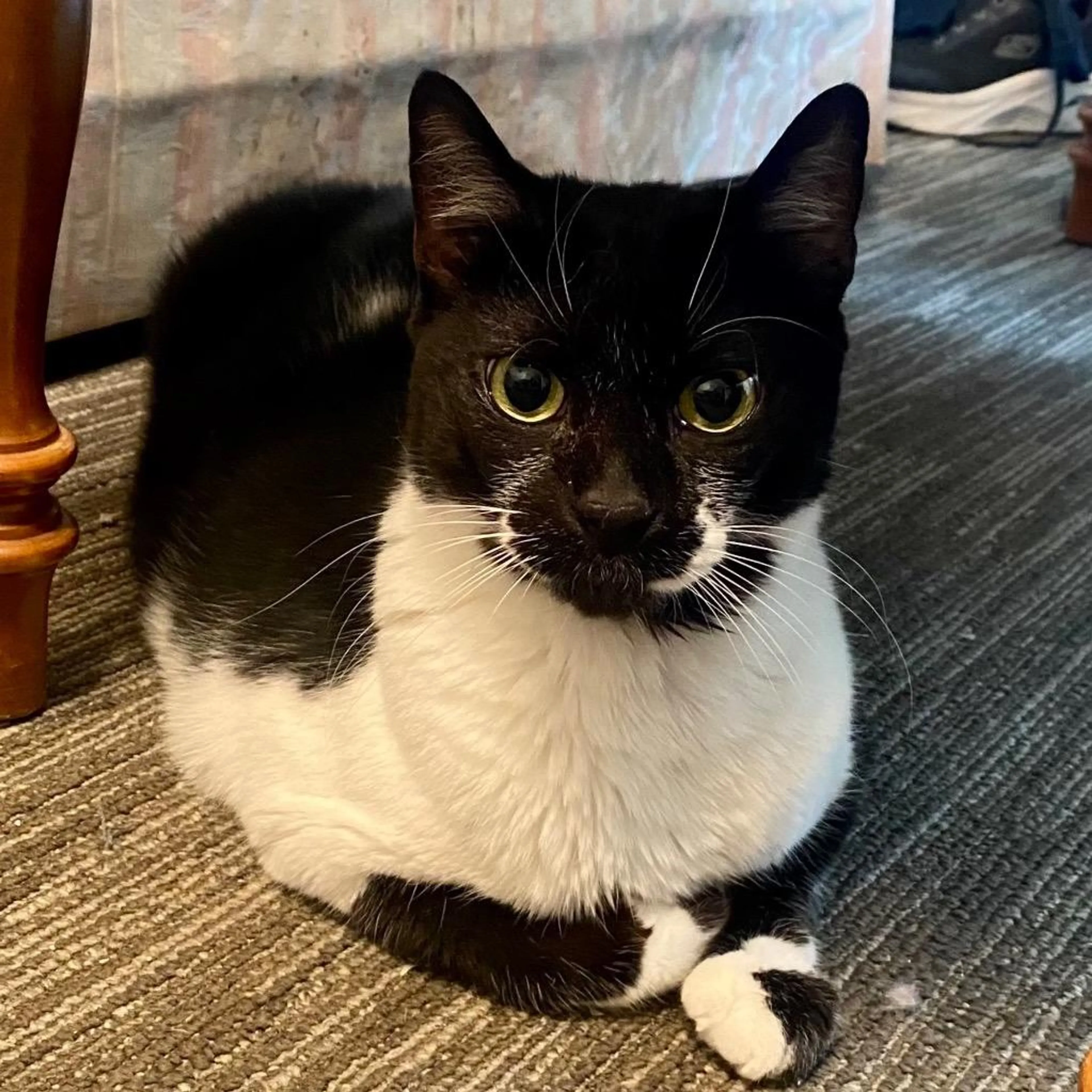 Found pet-1