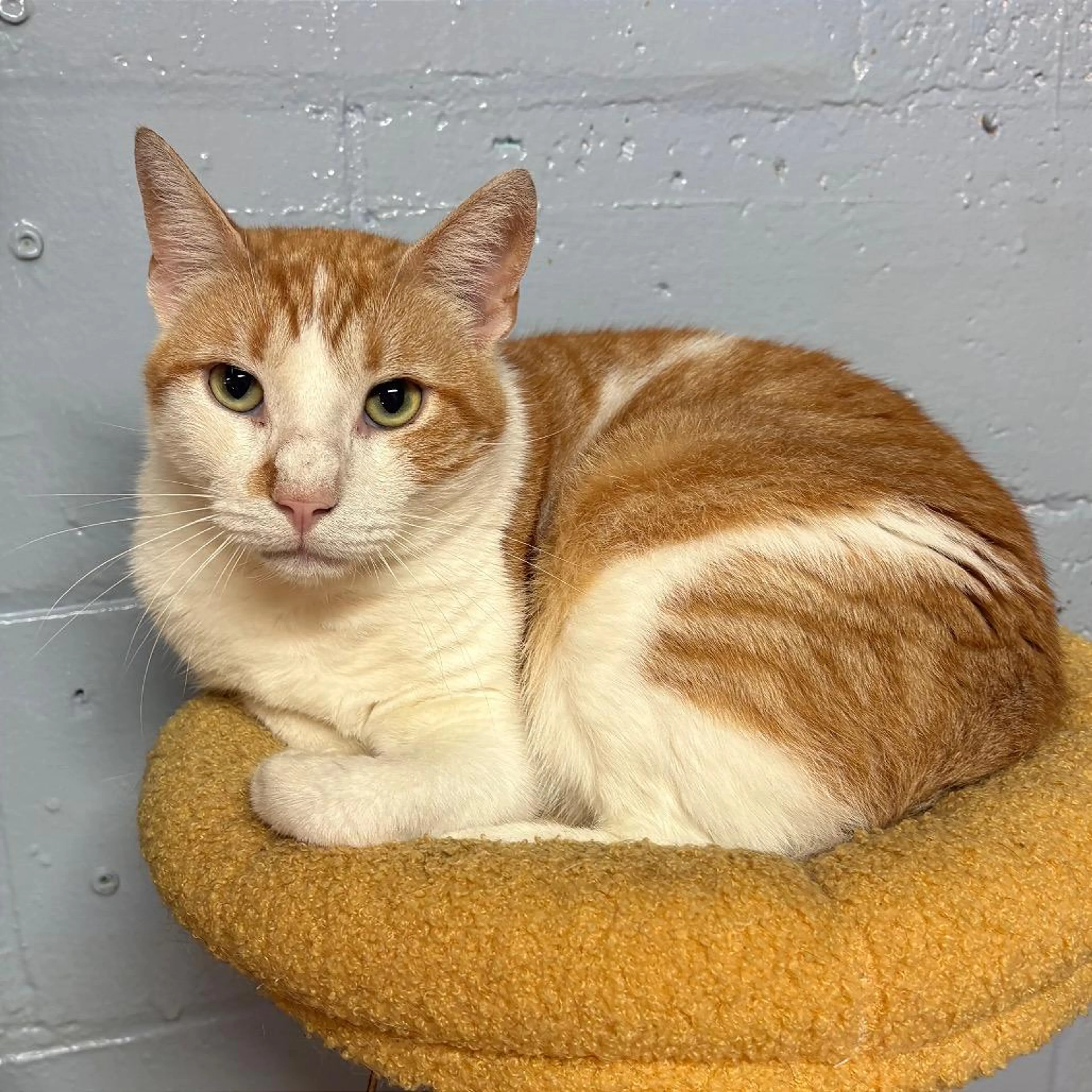Found pet-3