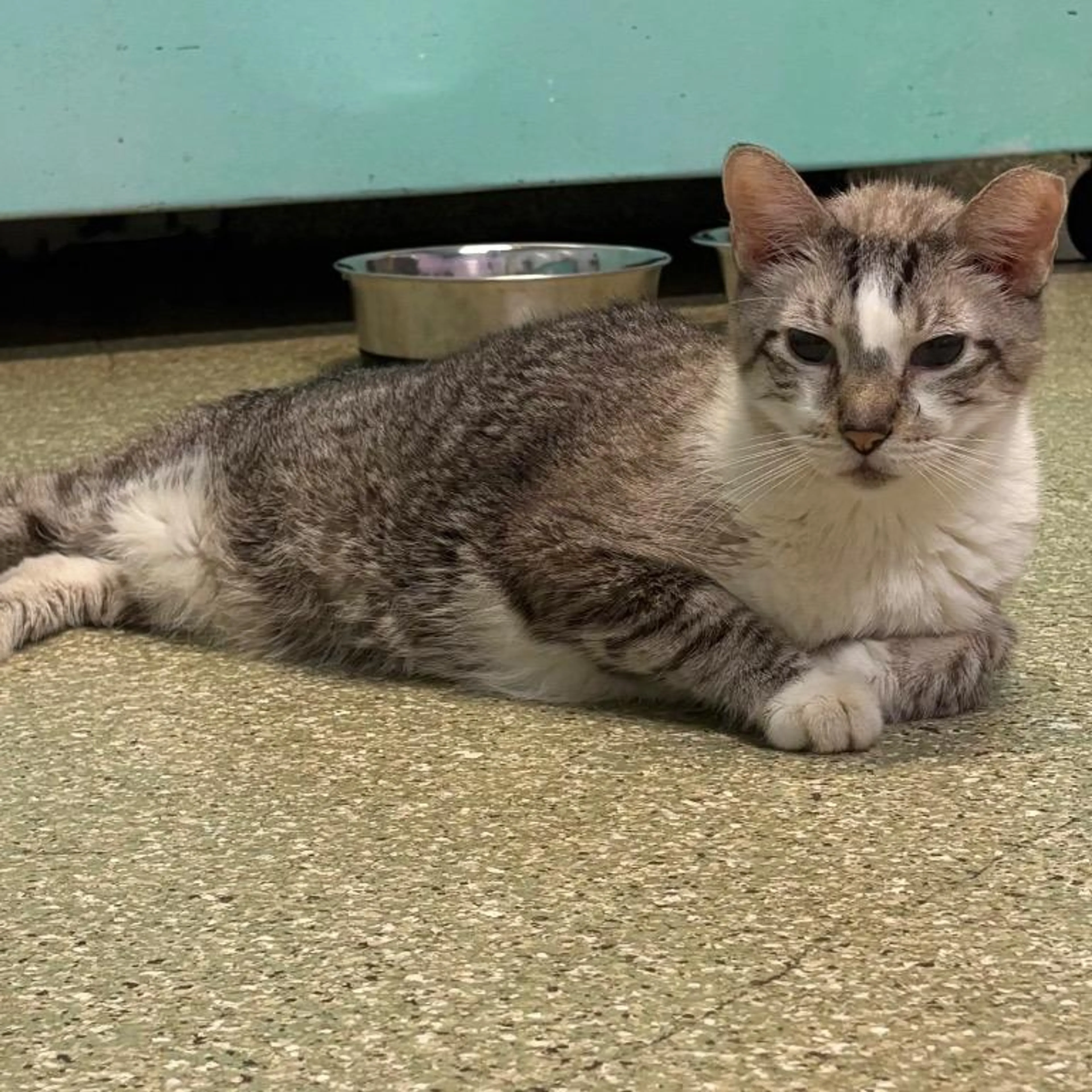 Found pet-4
