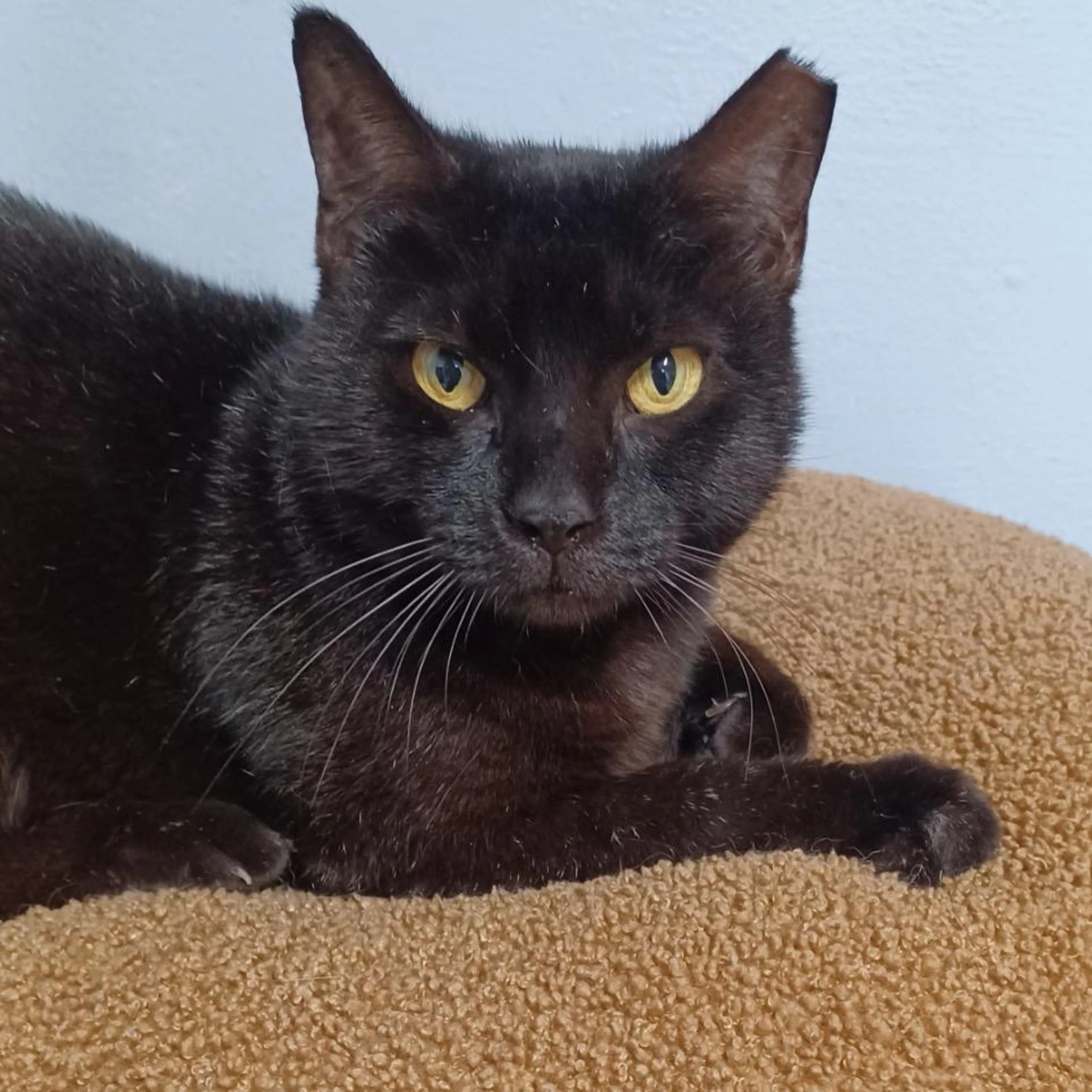 Found pet-3