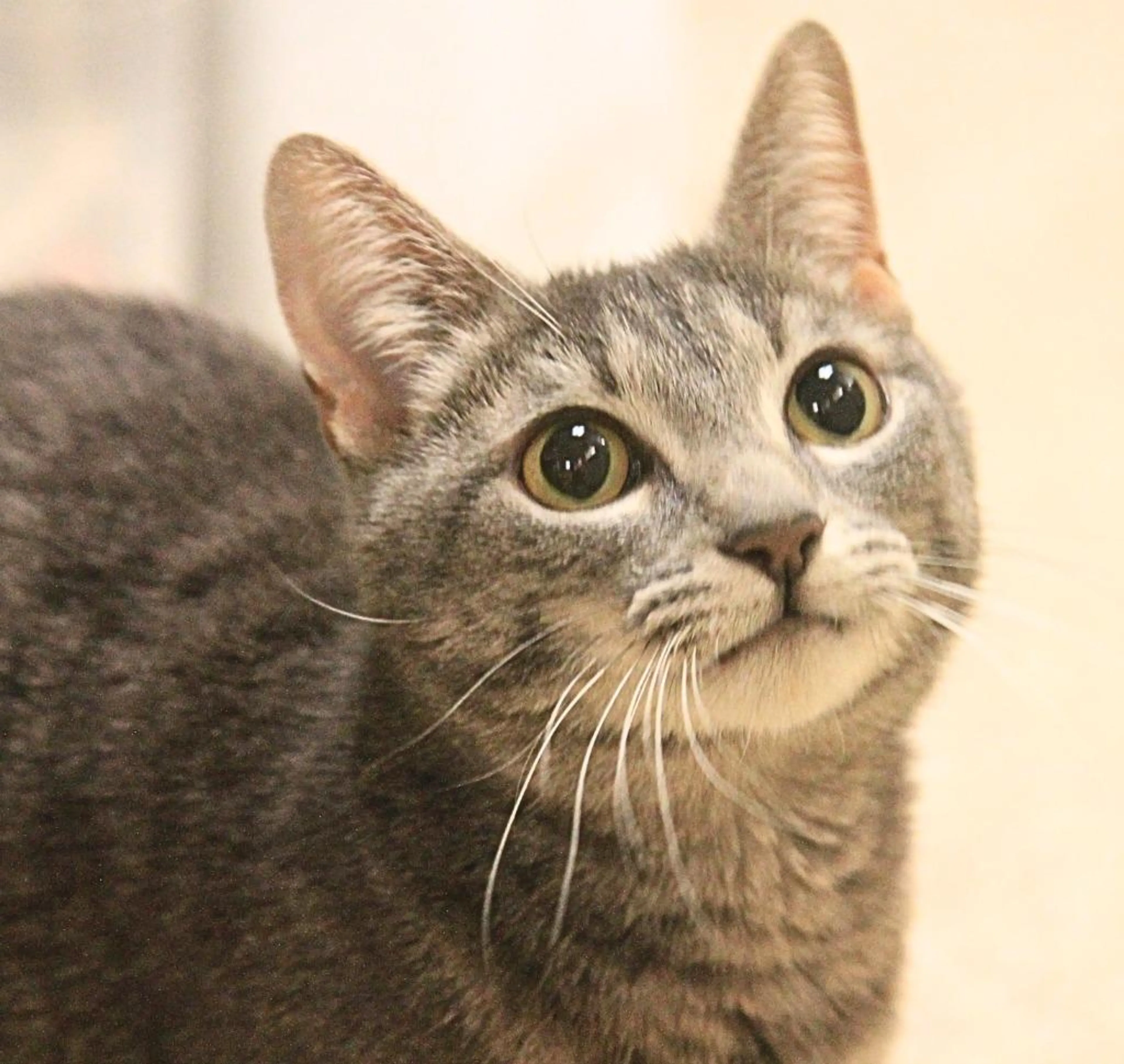 Found pet-2