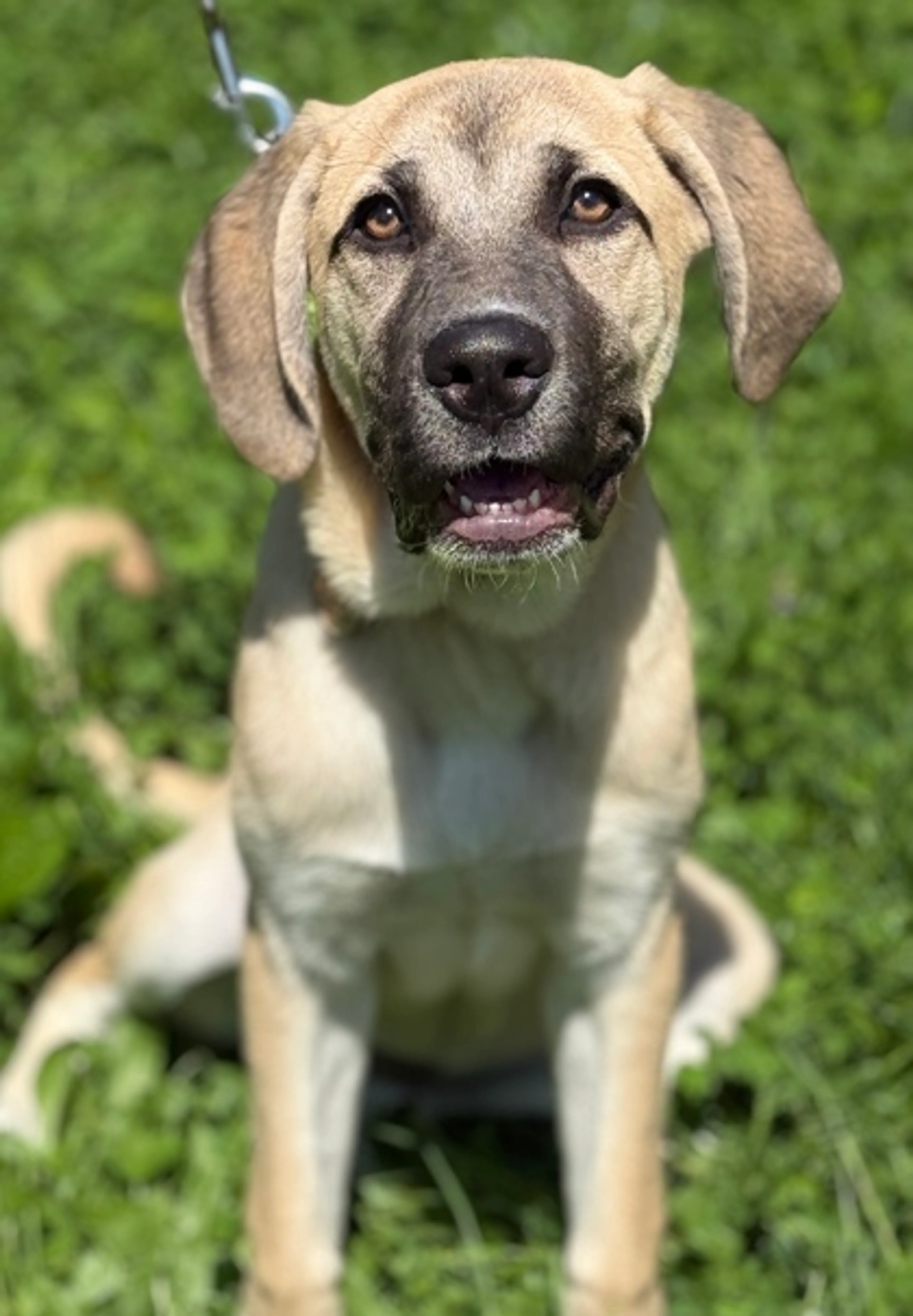 Found pet-1