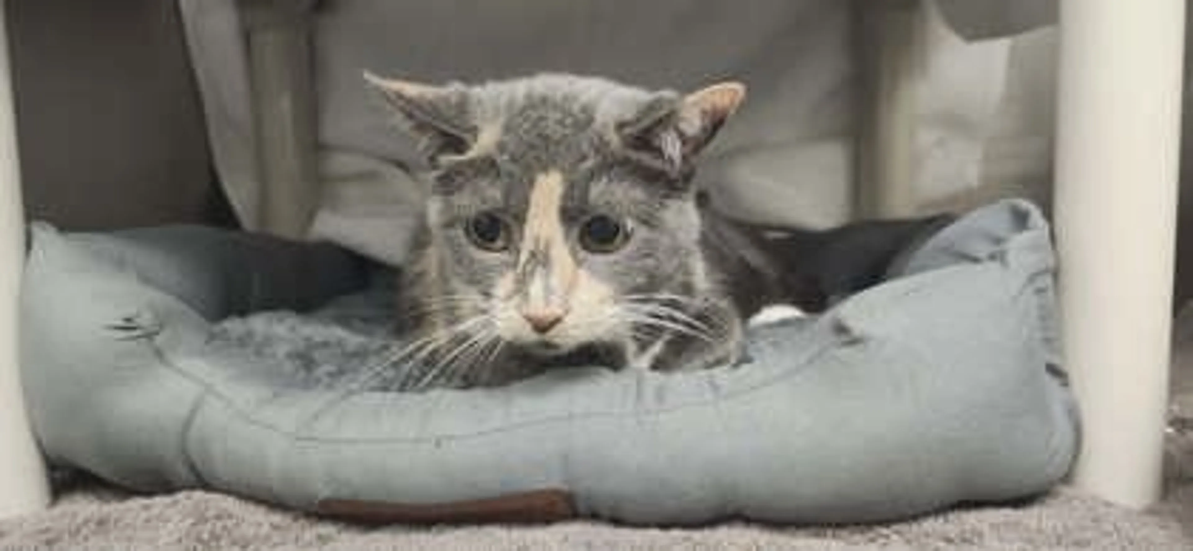 Found pet-1