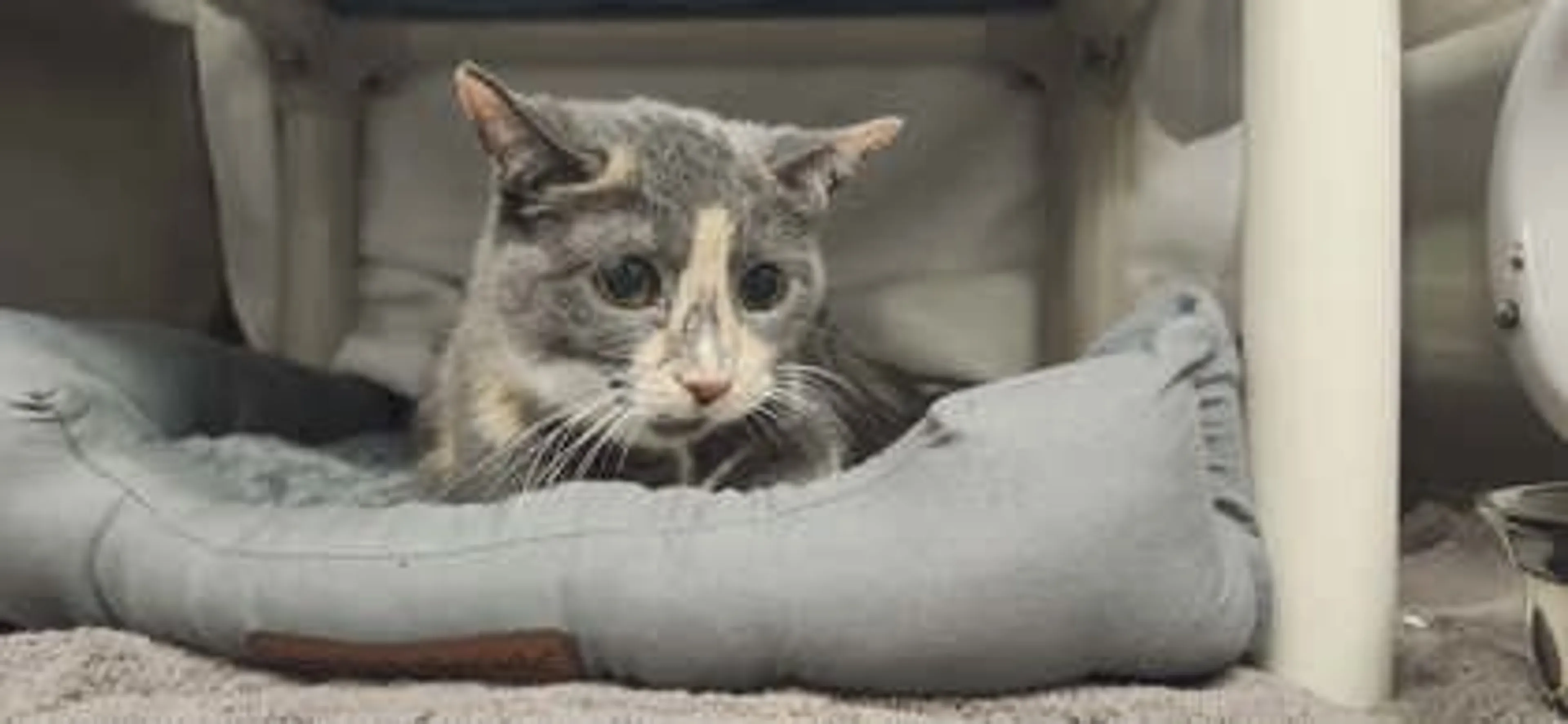 Found pet-2