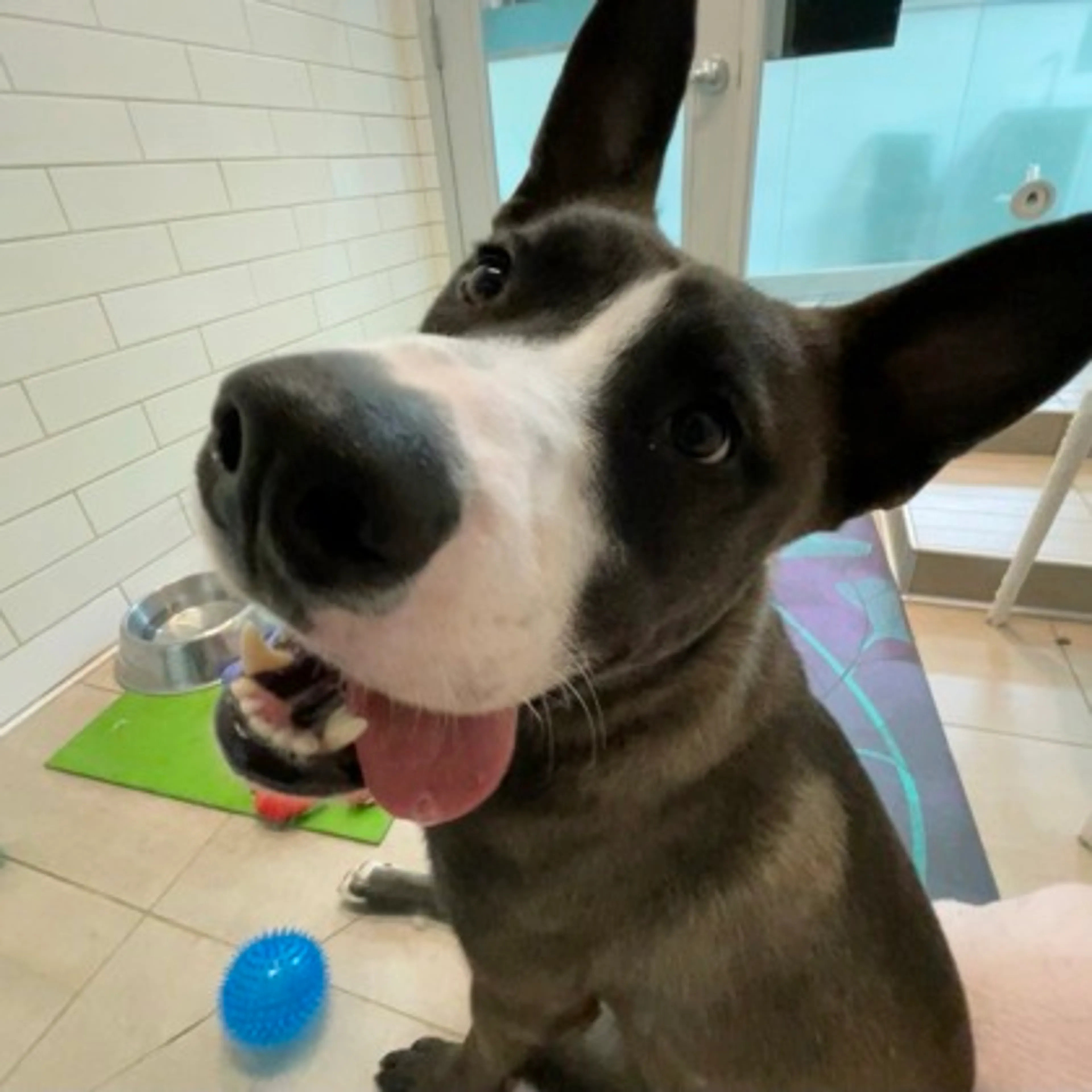 Found pet-1