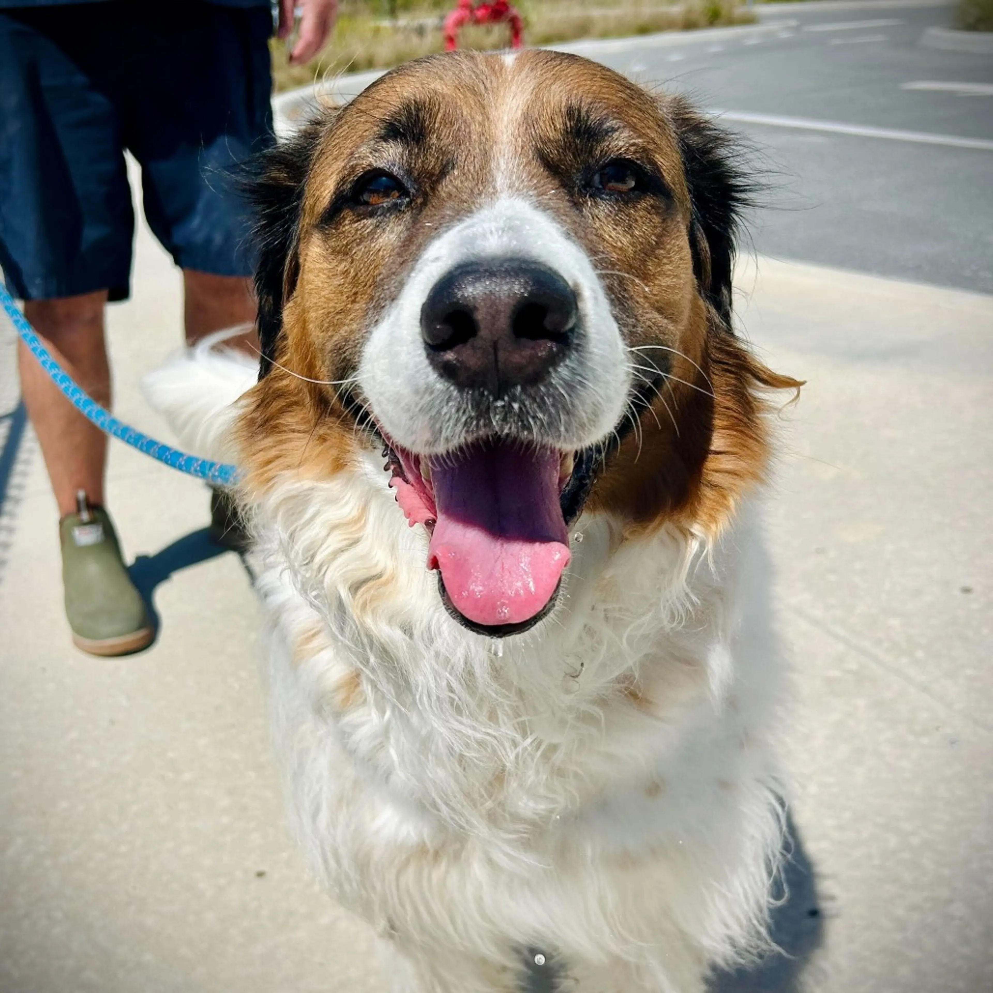 Found pet-1