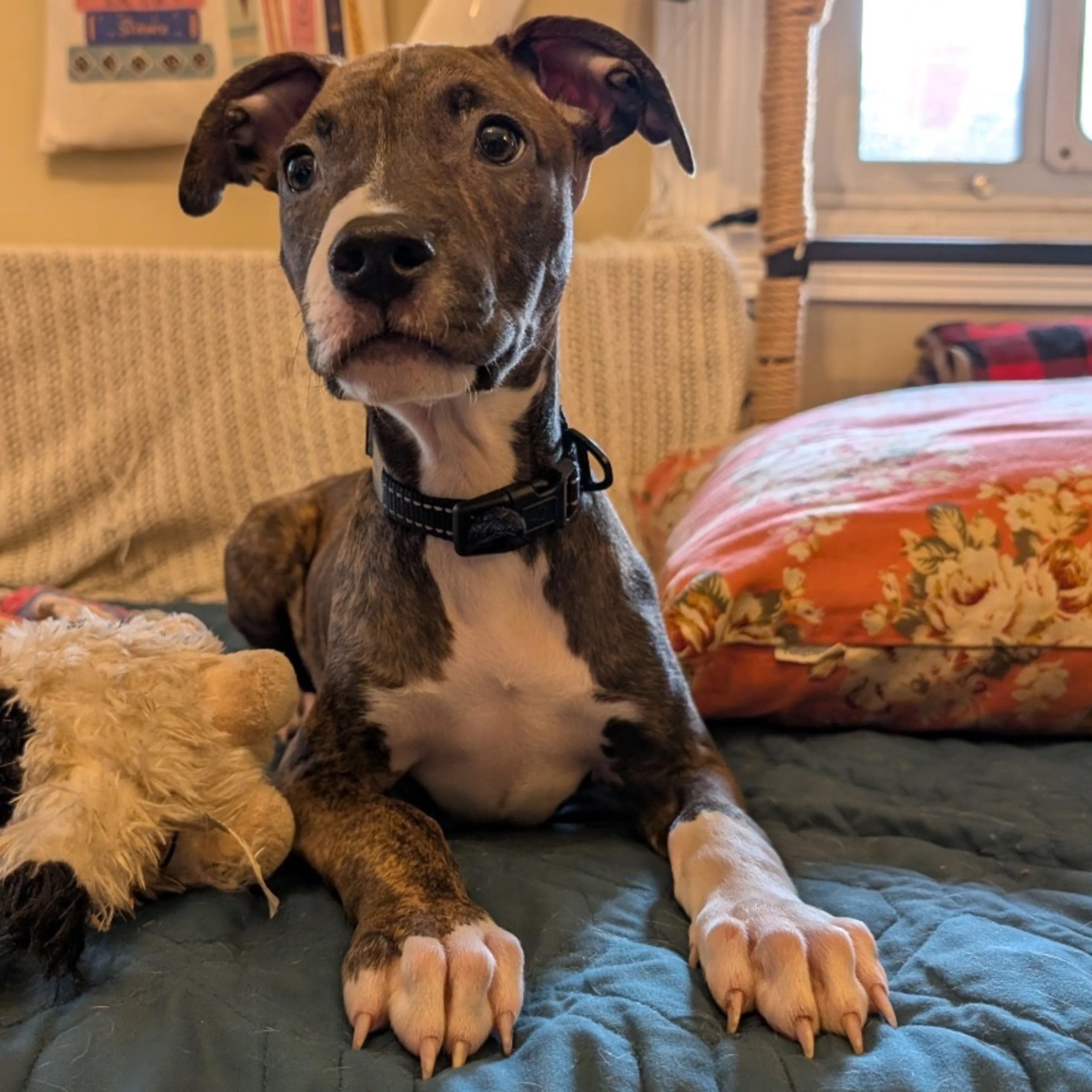Found pet-3