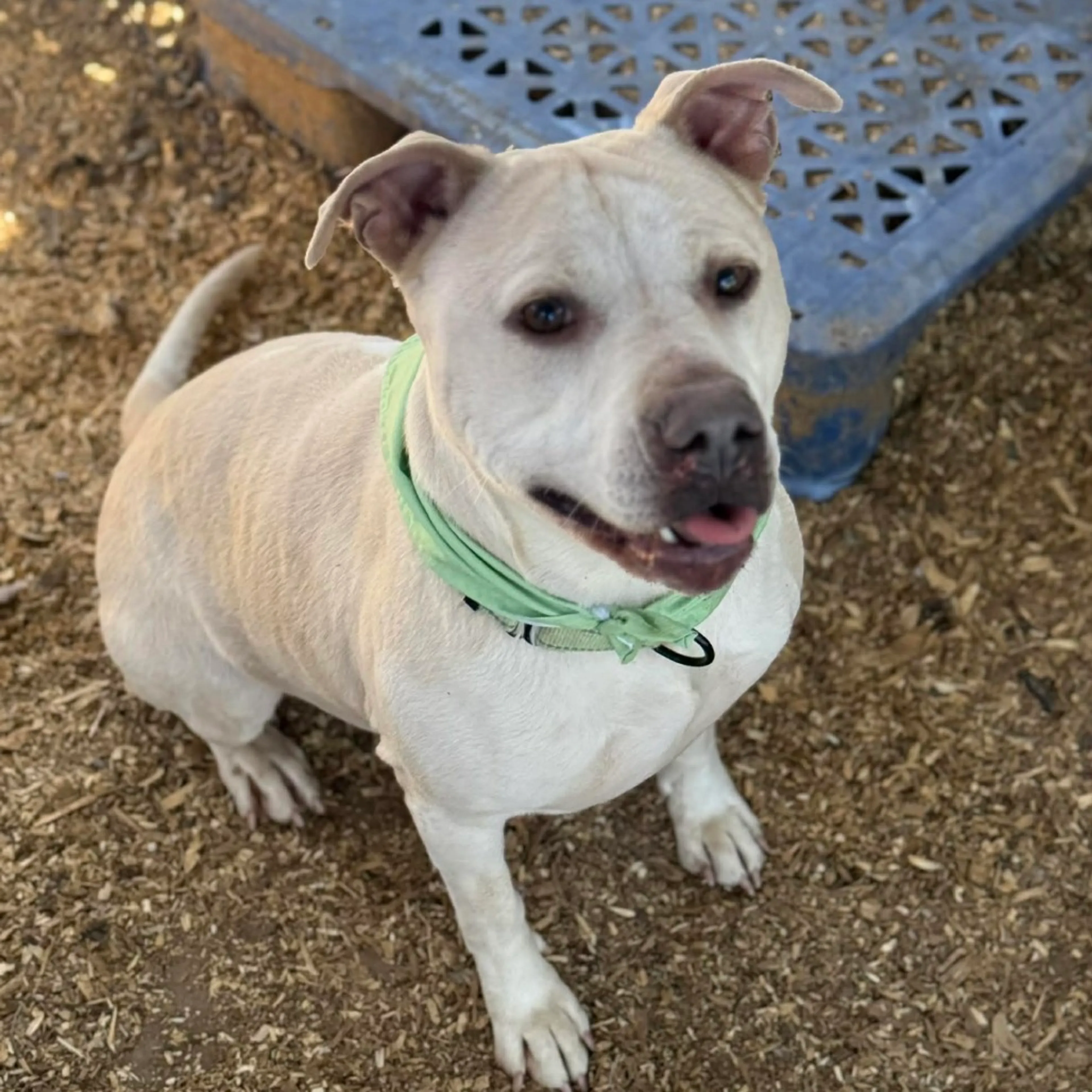Found pet-4