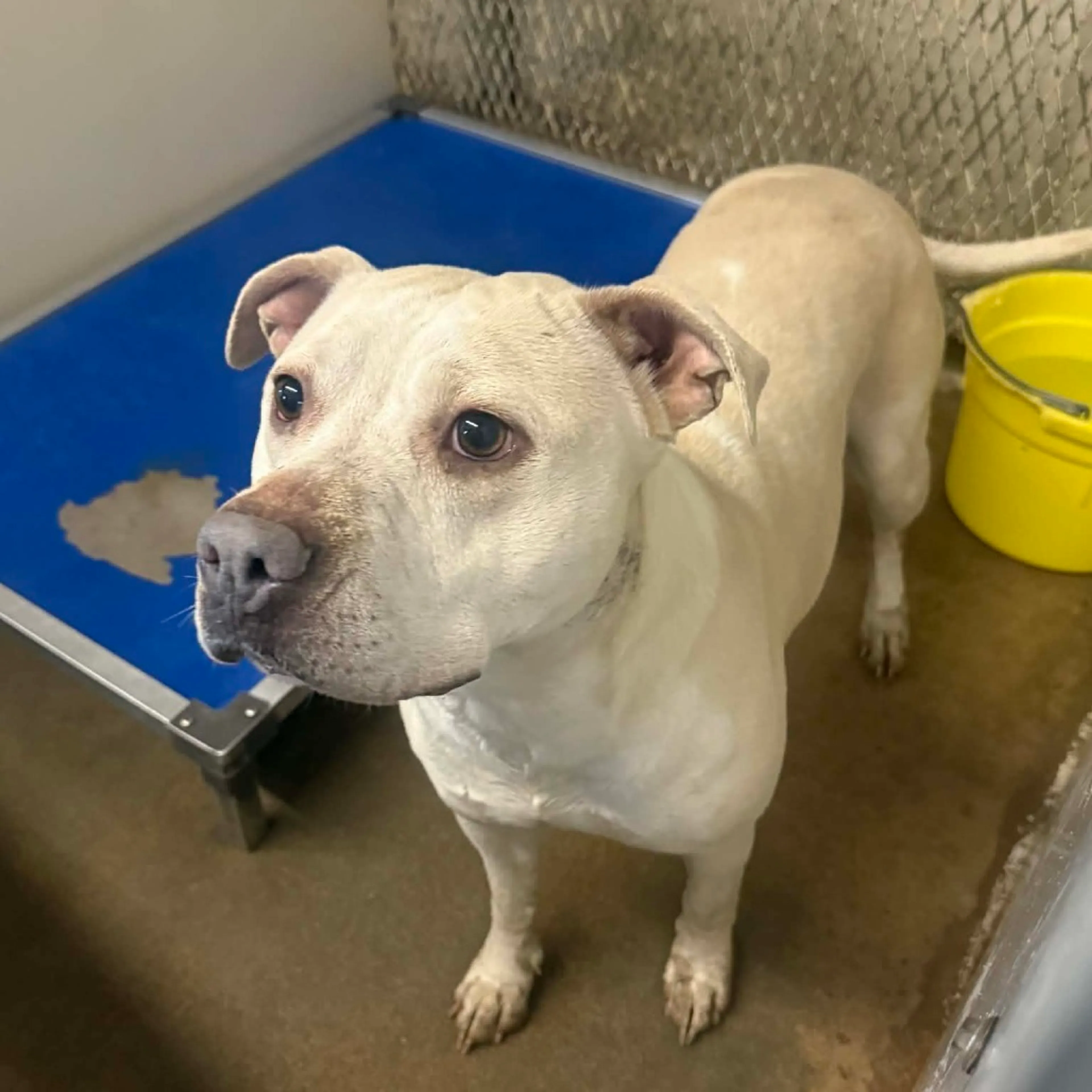 Found pet-1