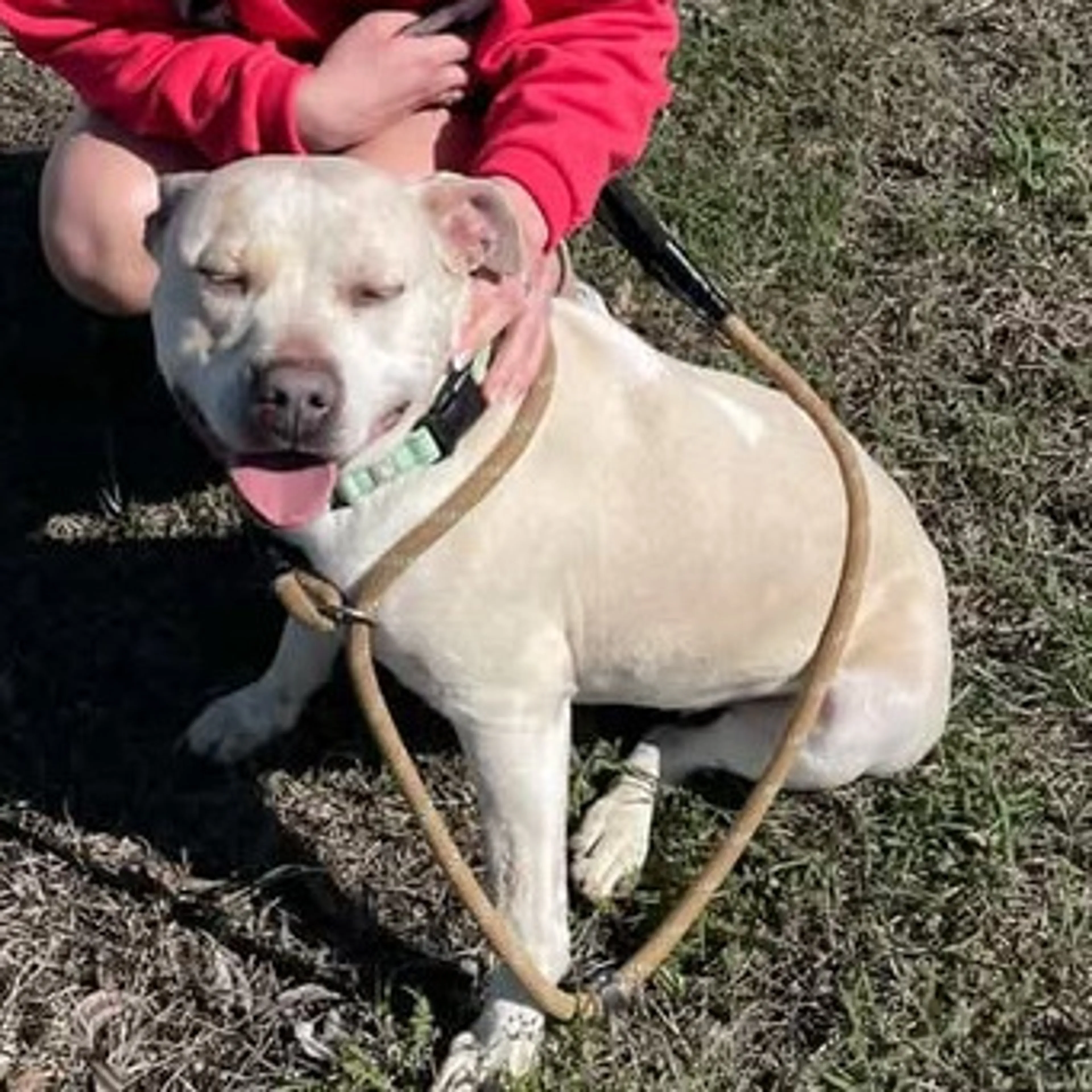 Found pet-2