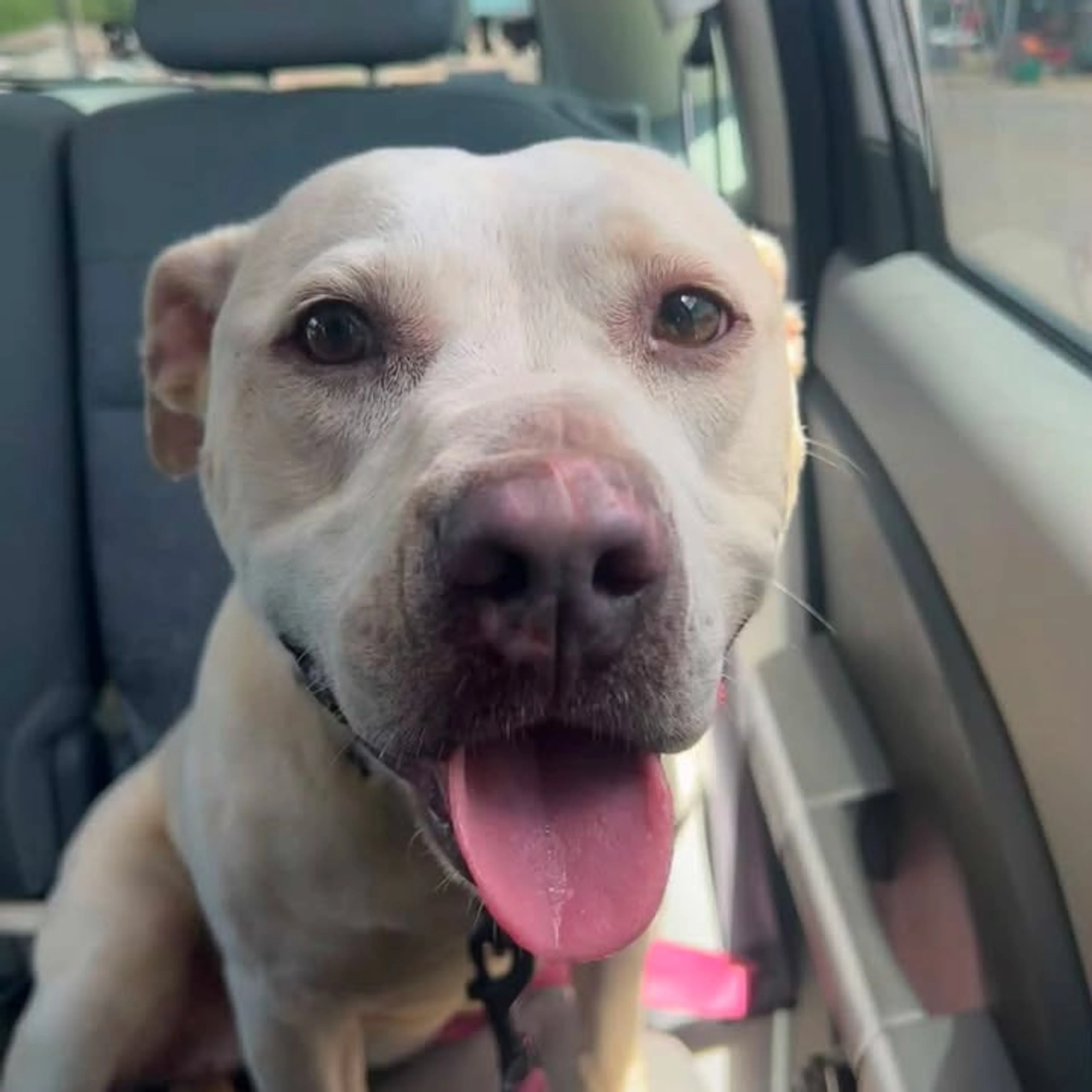 Found pet-8