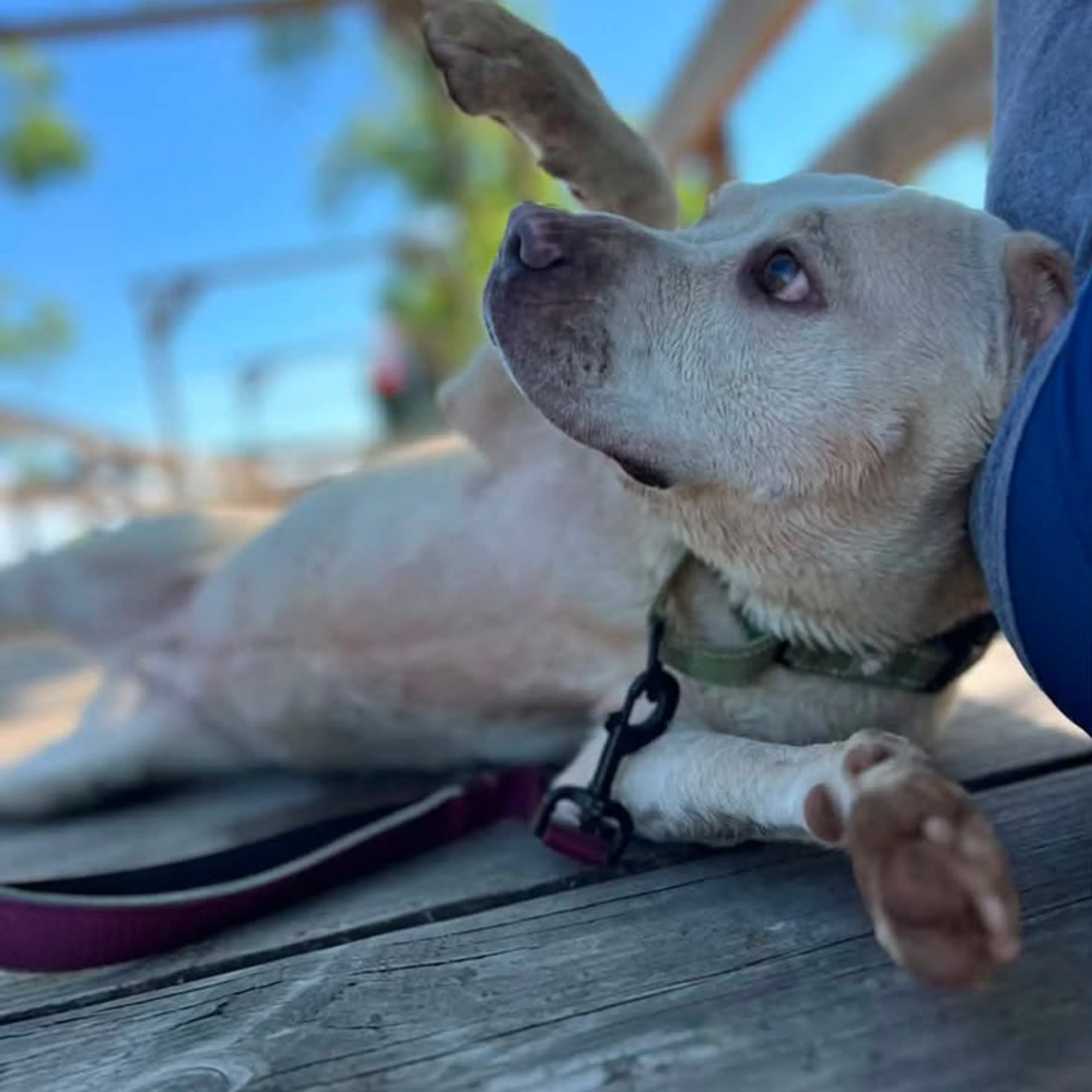 Found pet-6