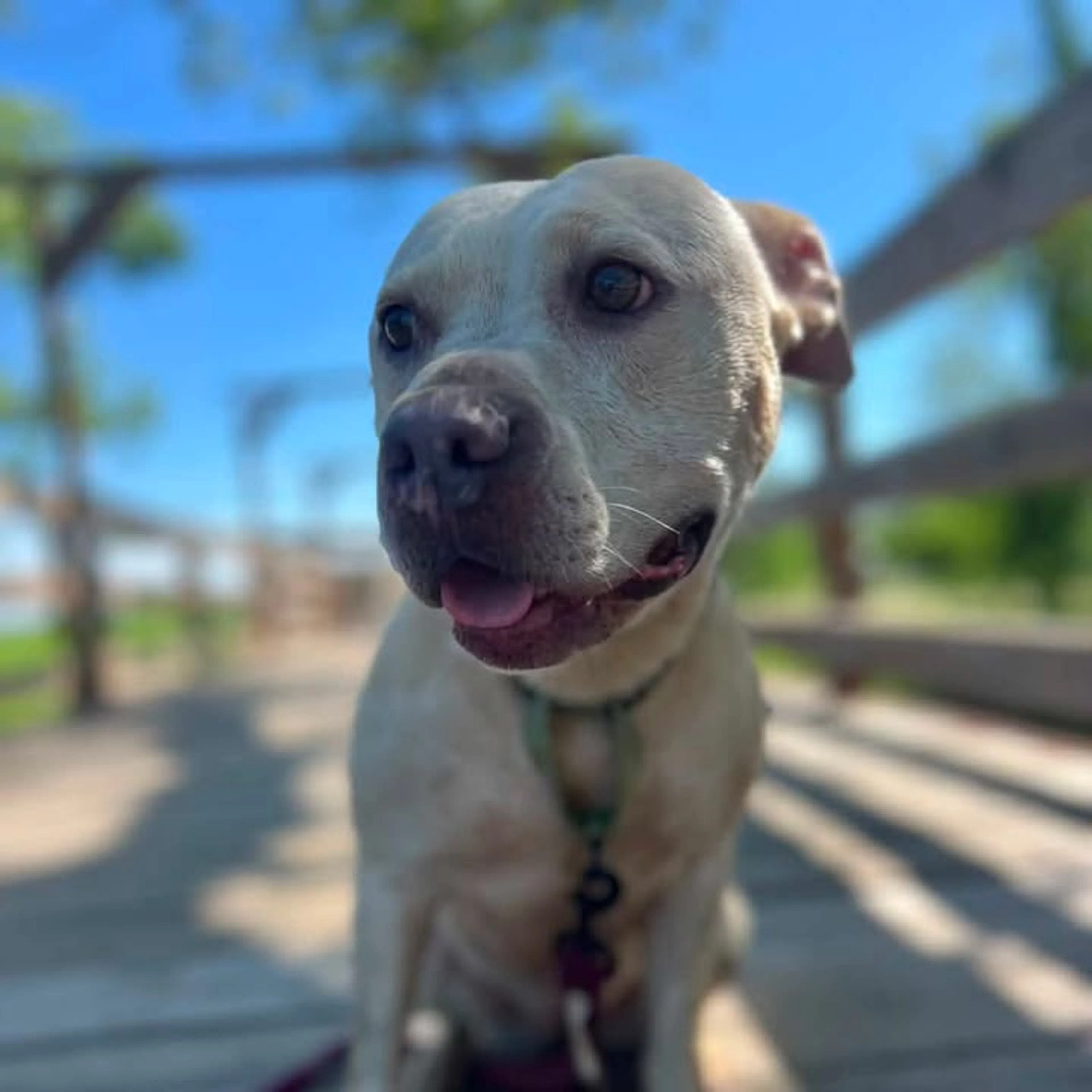 Found pet-7