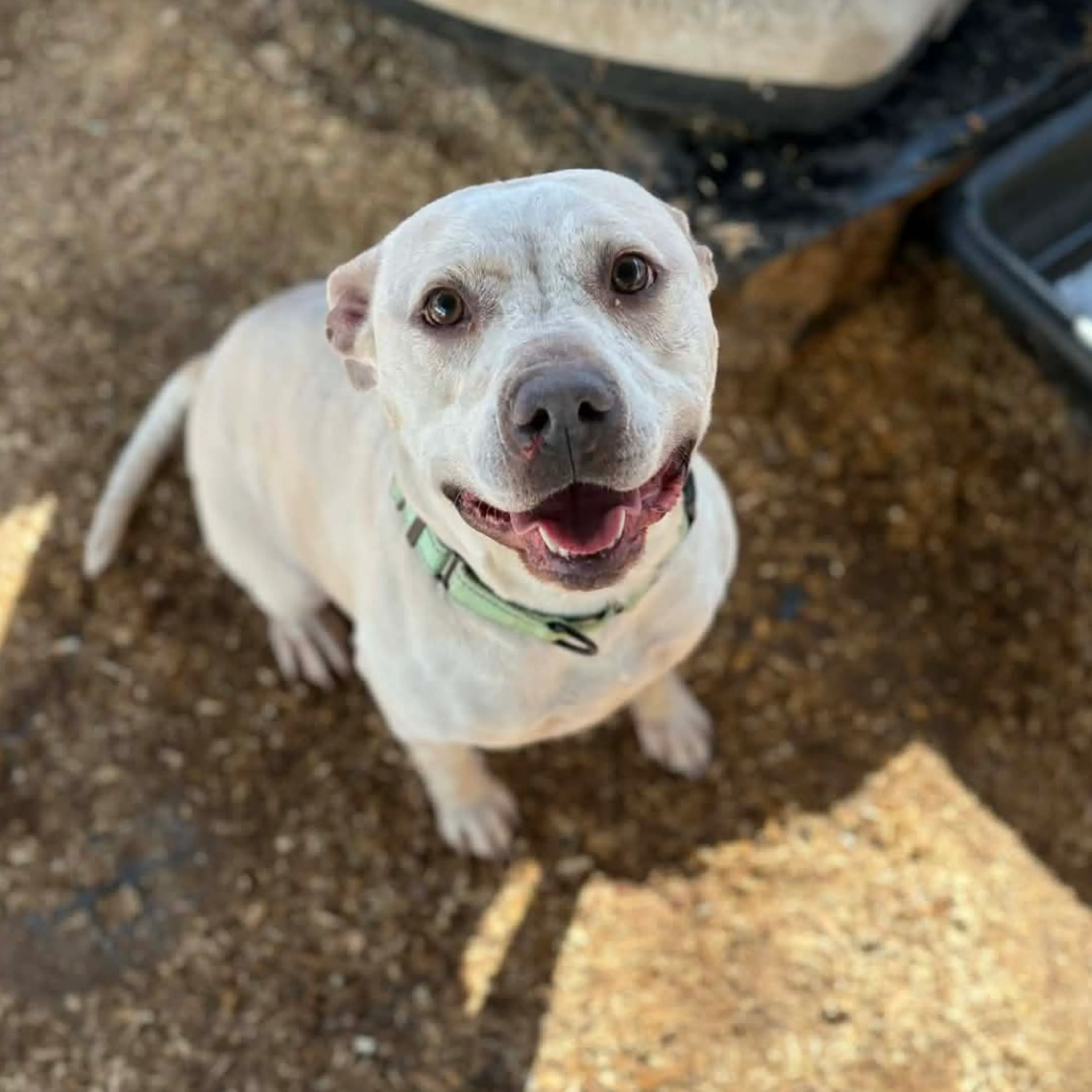 Found pet-3