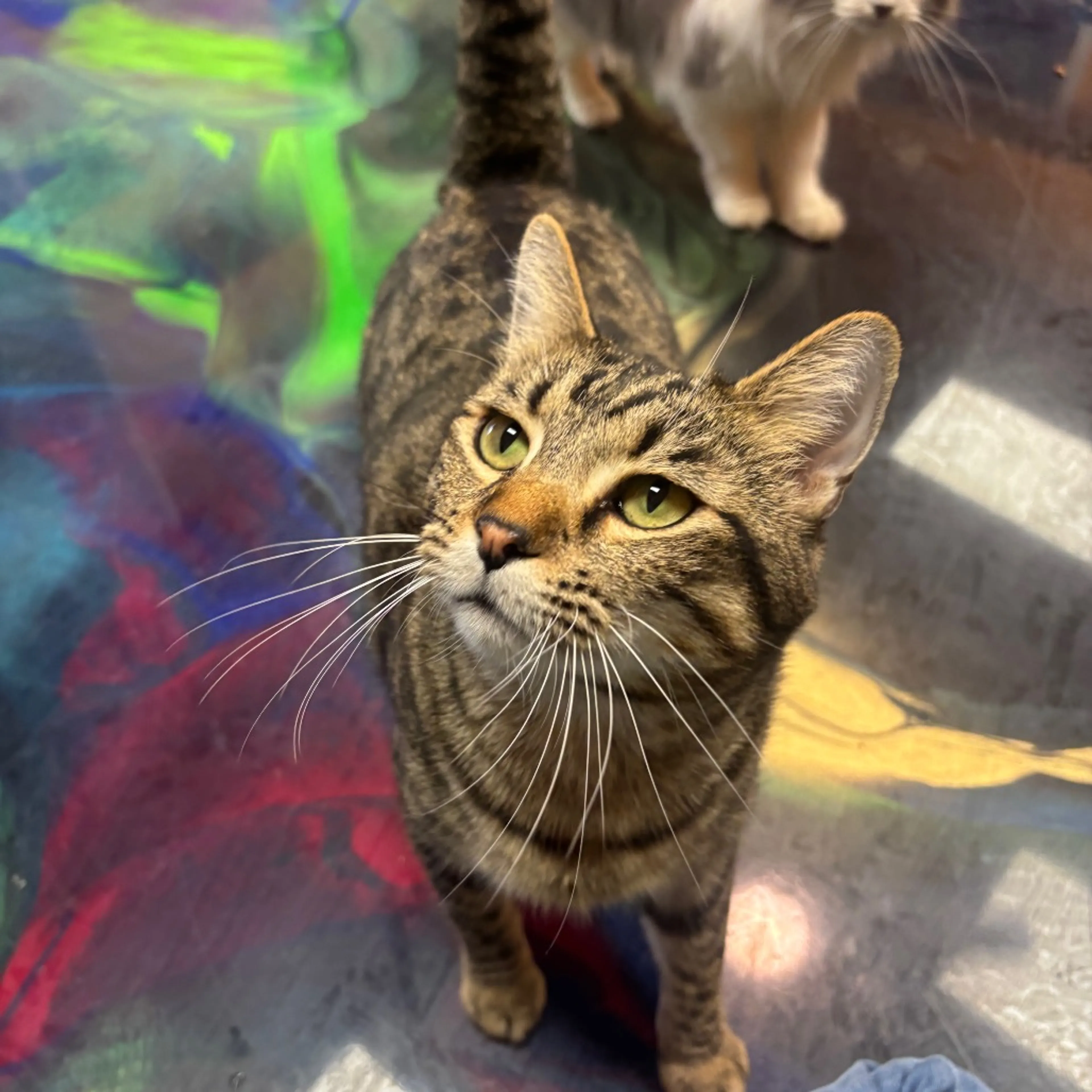 Found pet-2
