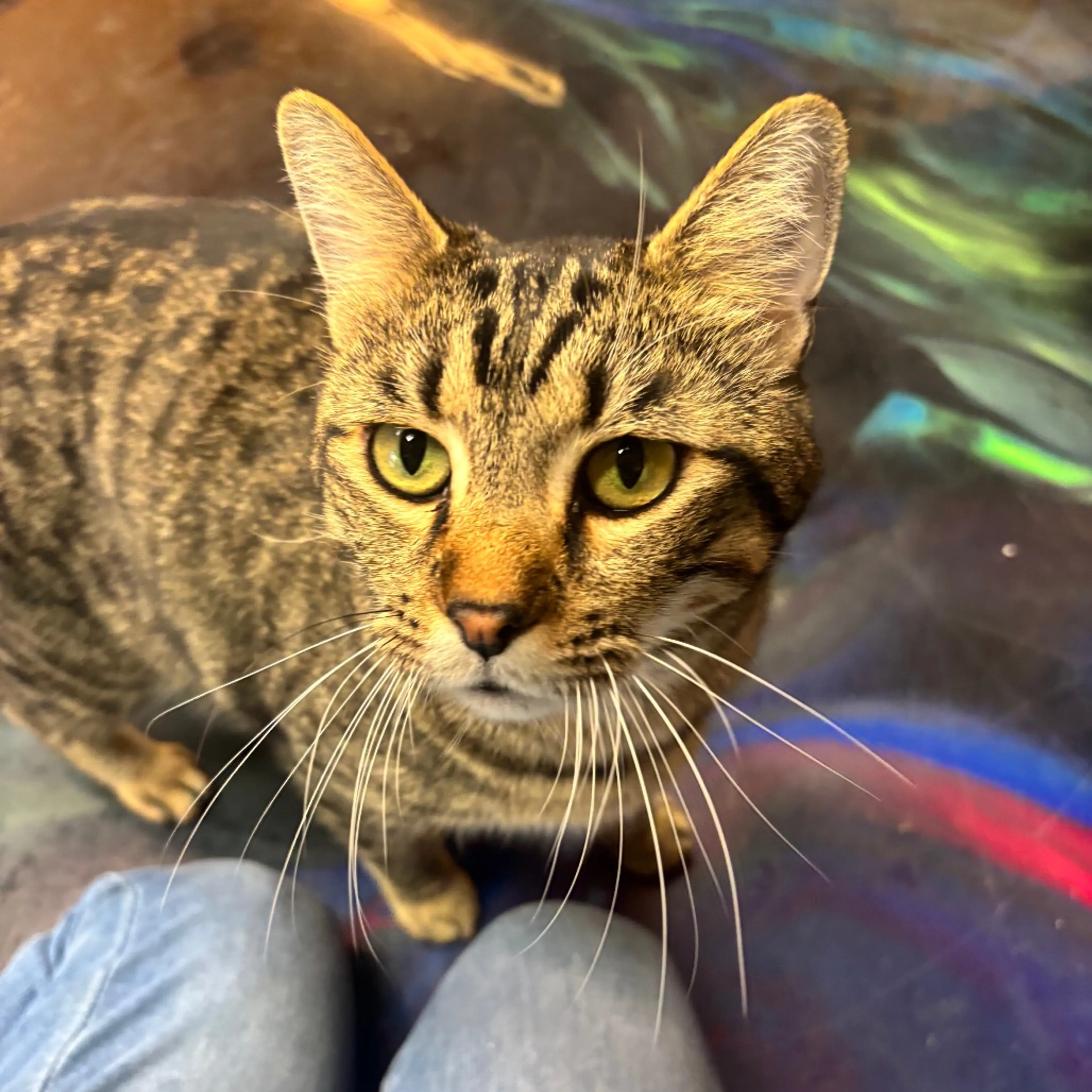 Found pet-1