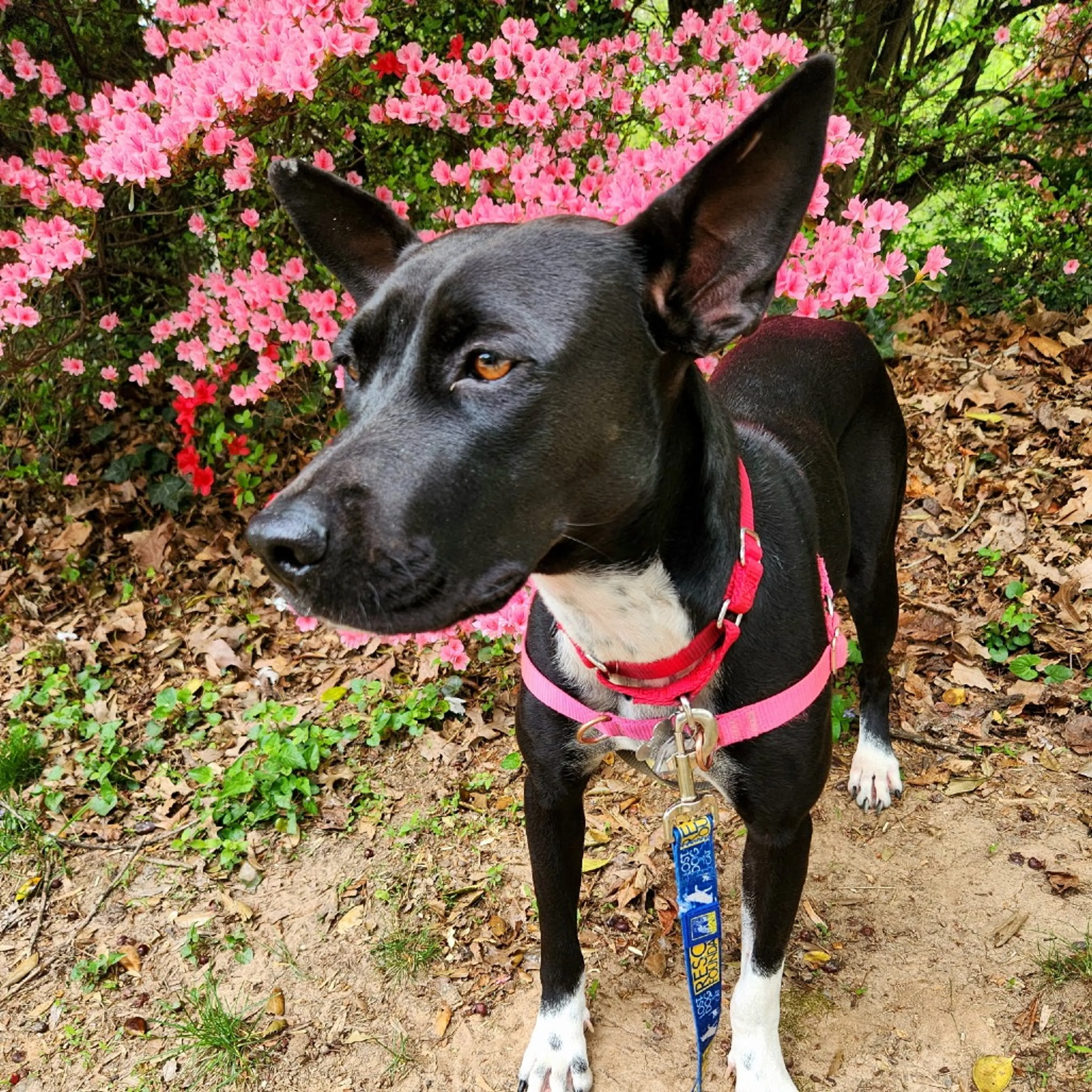 Found pet-17