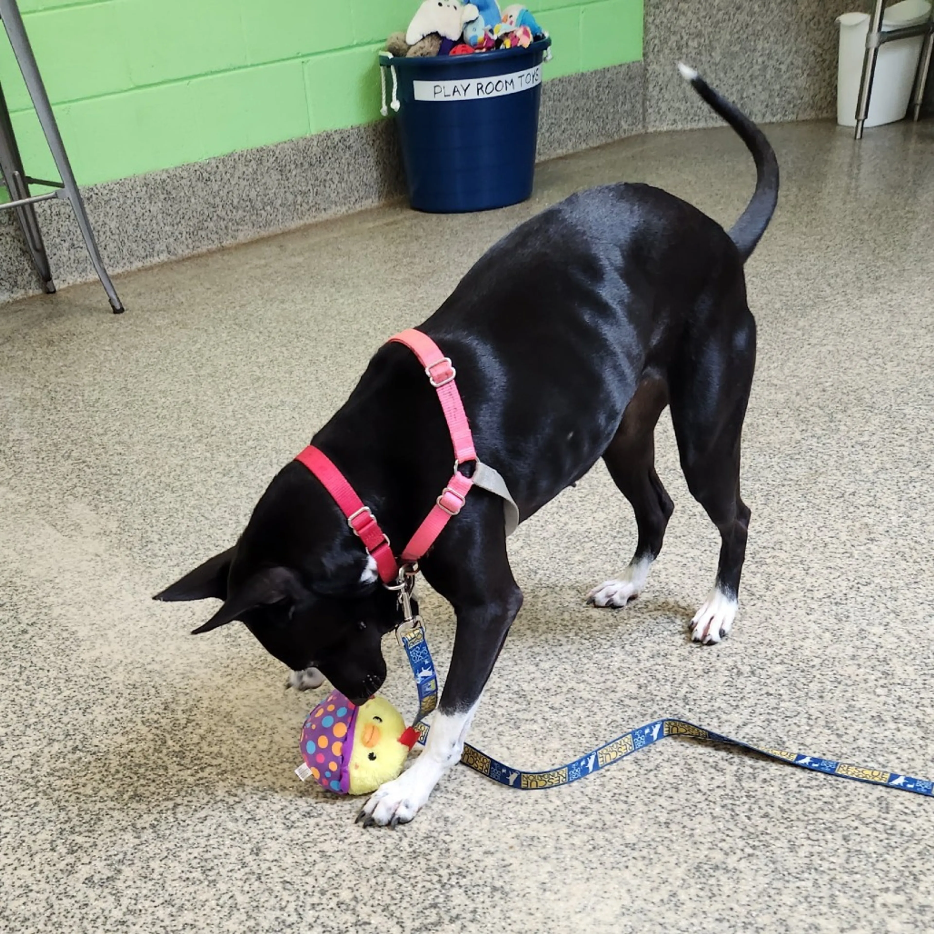 Found pet-11
