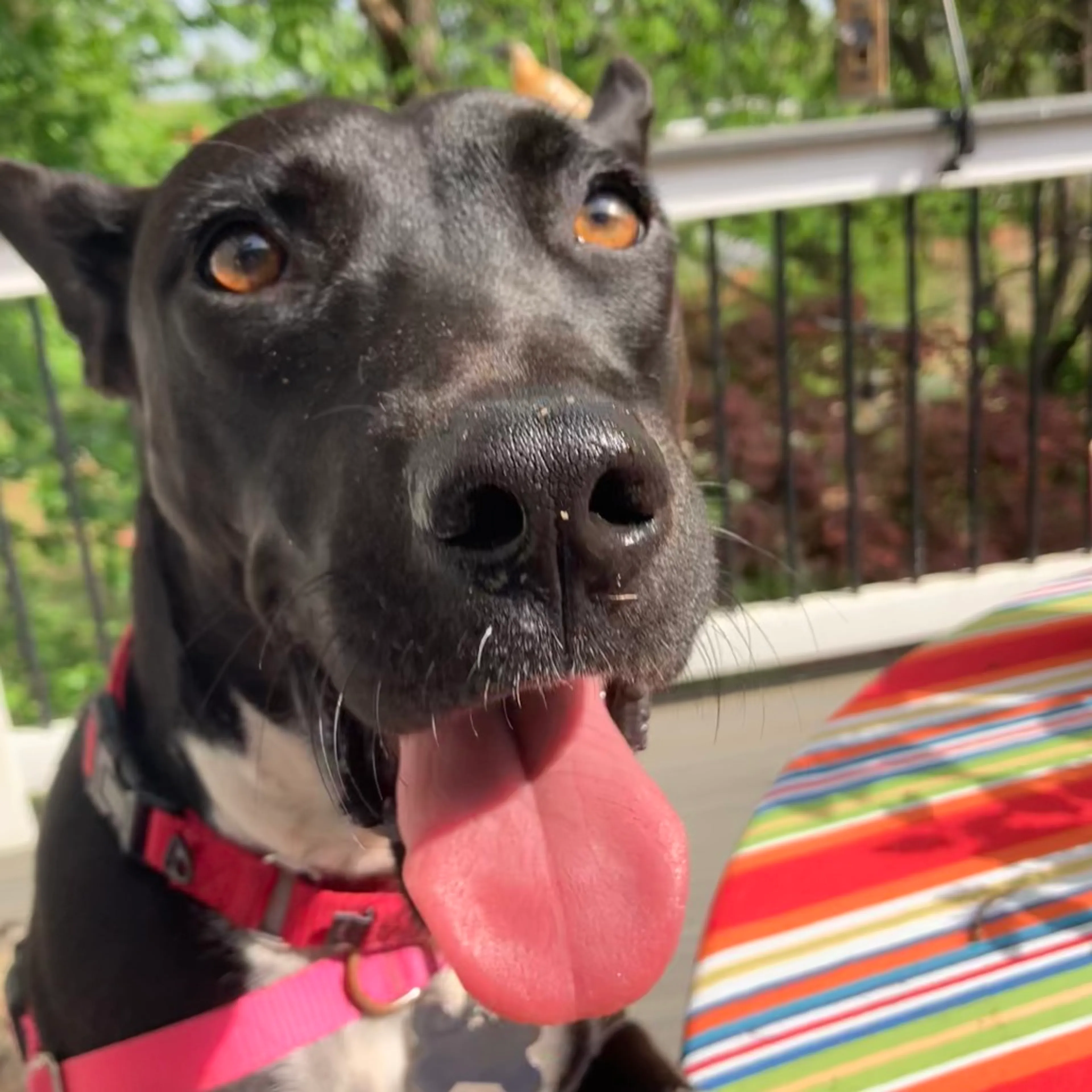 Found pet-19