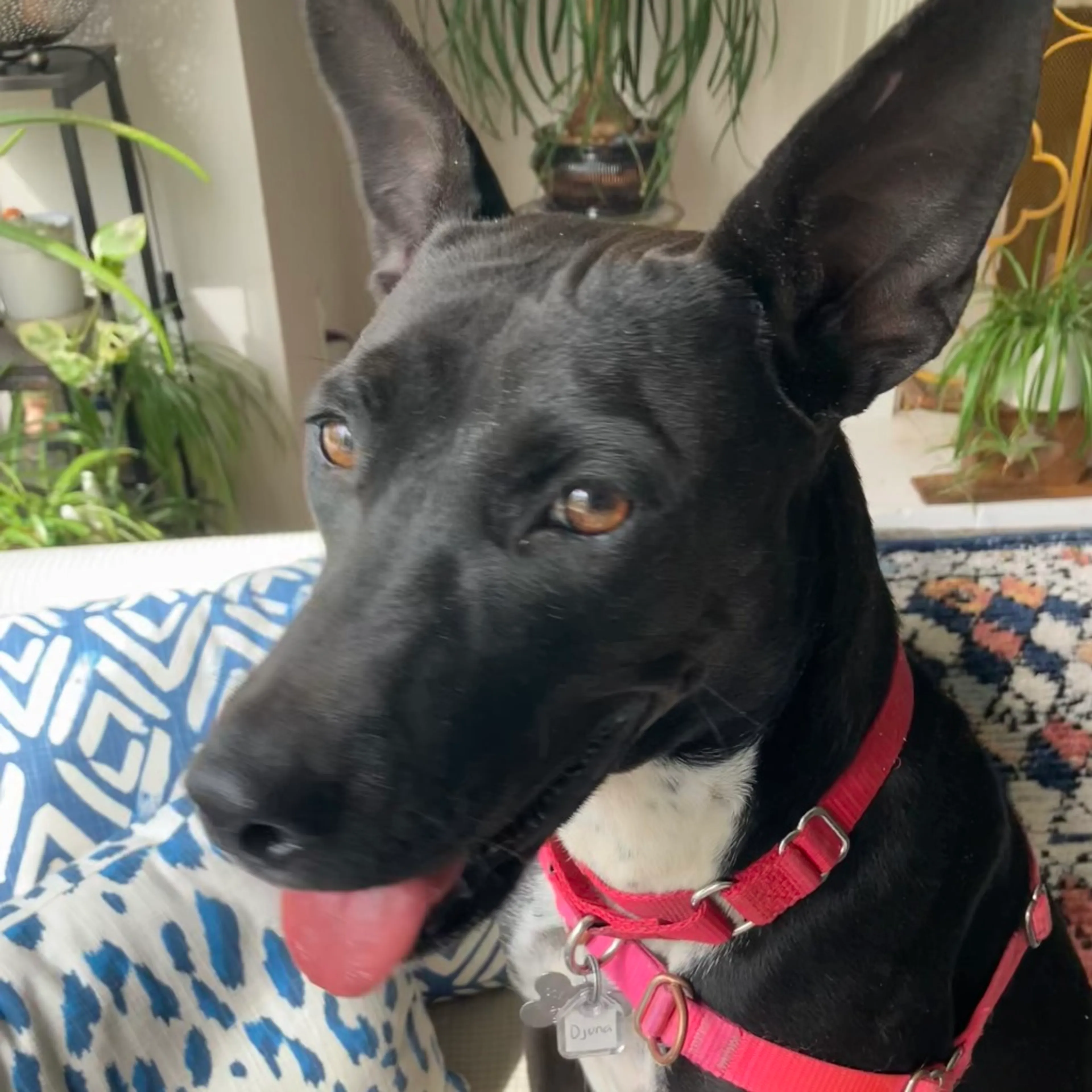 Found pet-18