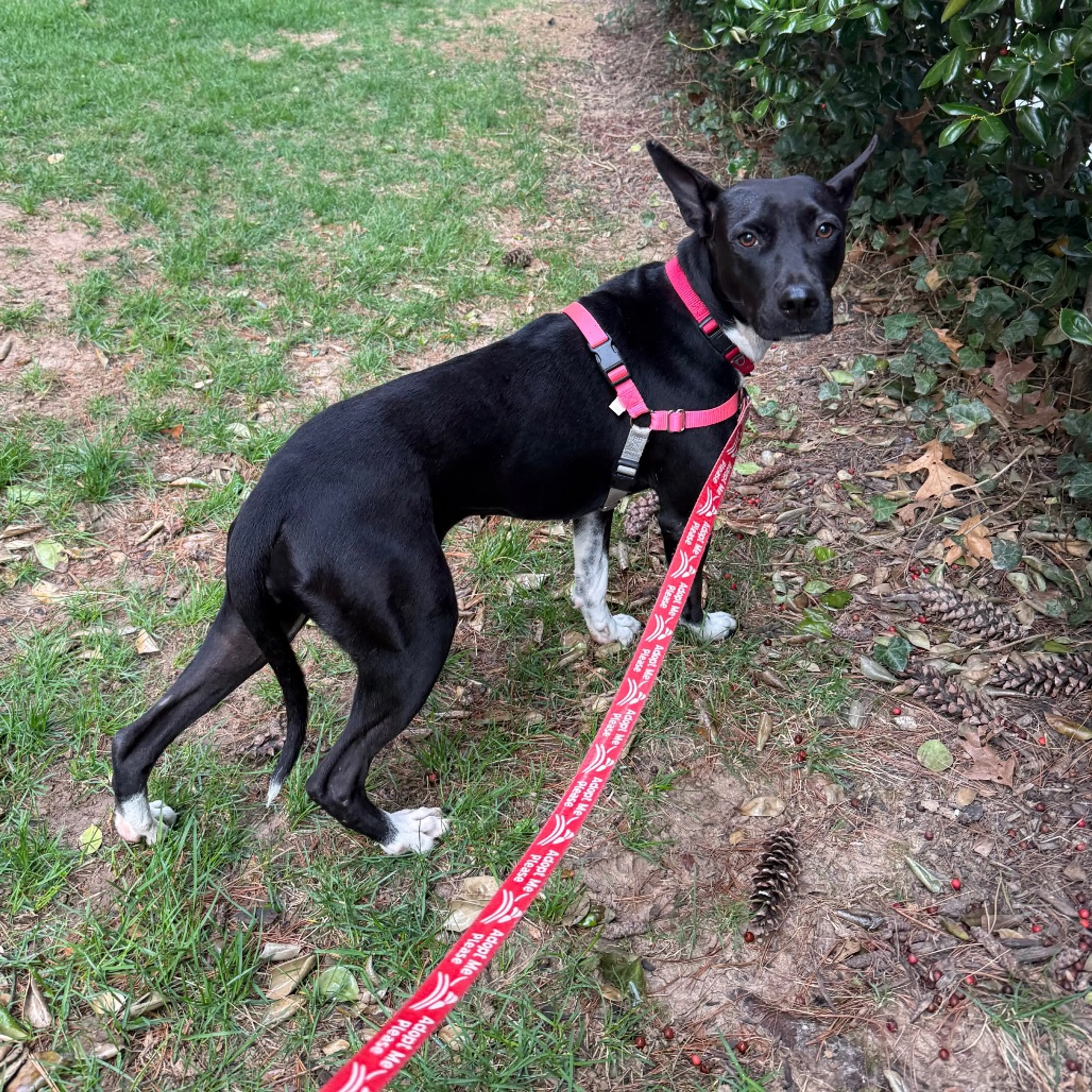Found pet-9