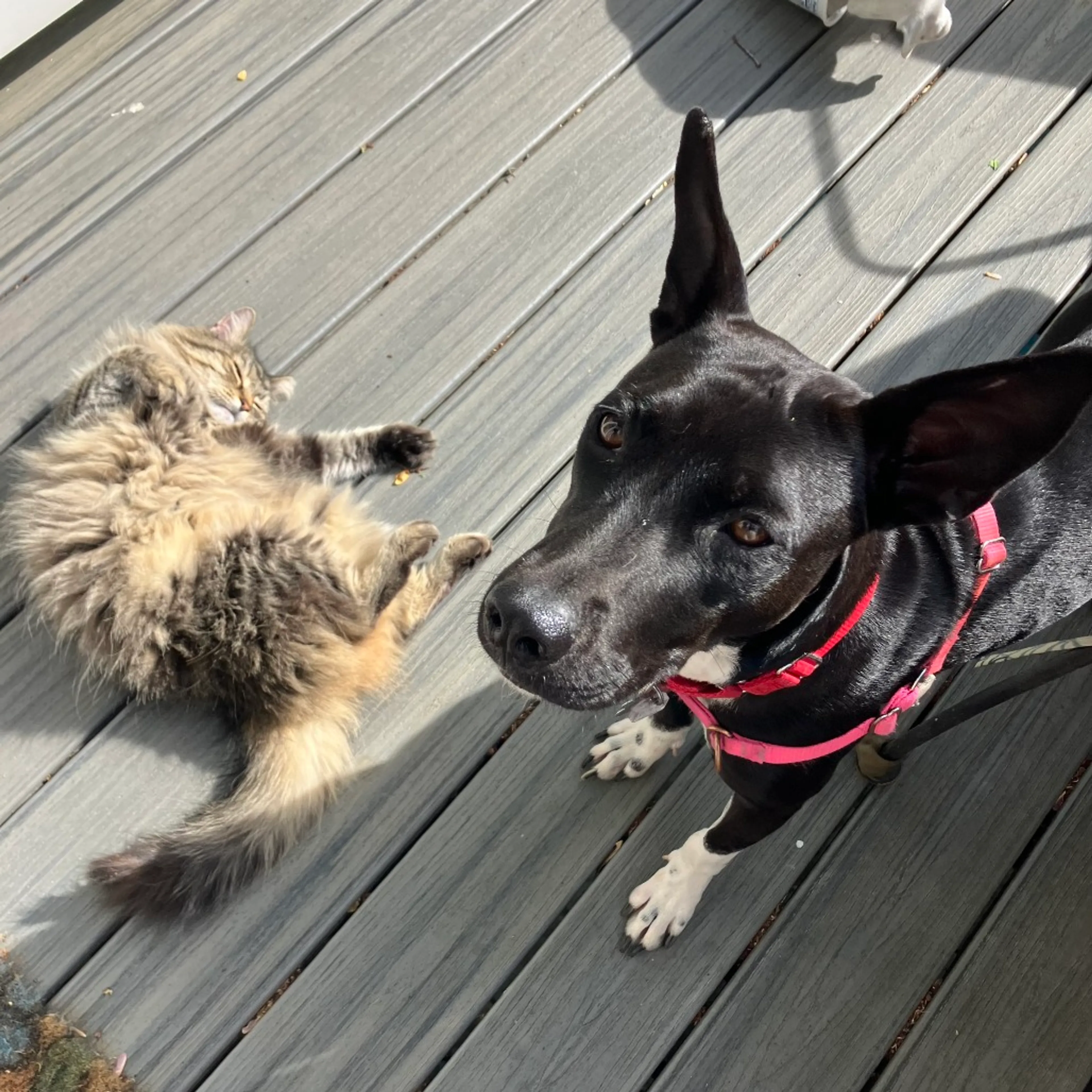Found pet-24